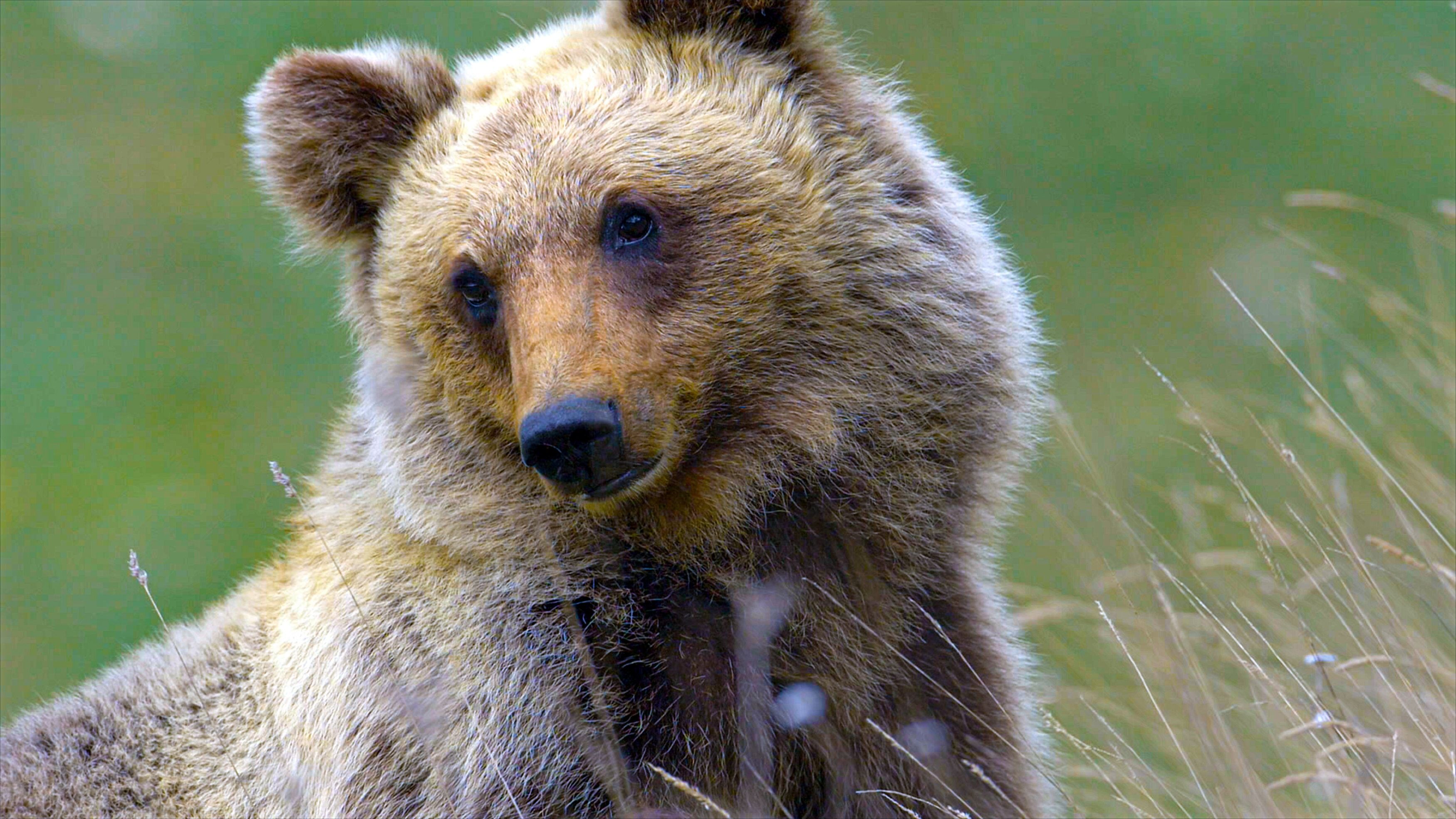 Ein marsischer Braunbär sitzt im hohen Gras und blickt aufmerksam zur Kamera.
