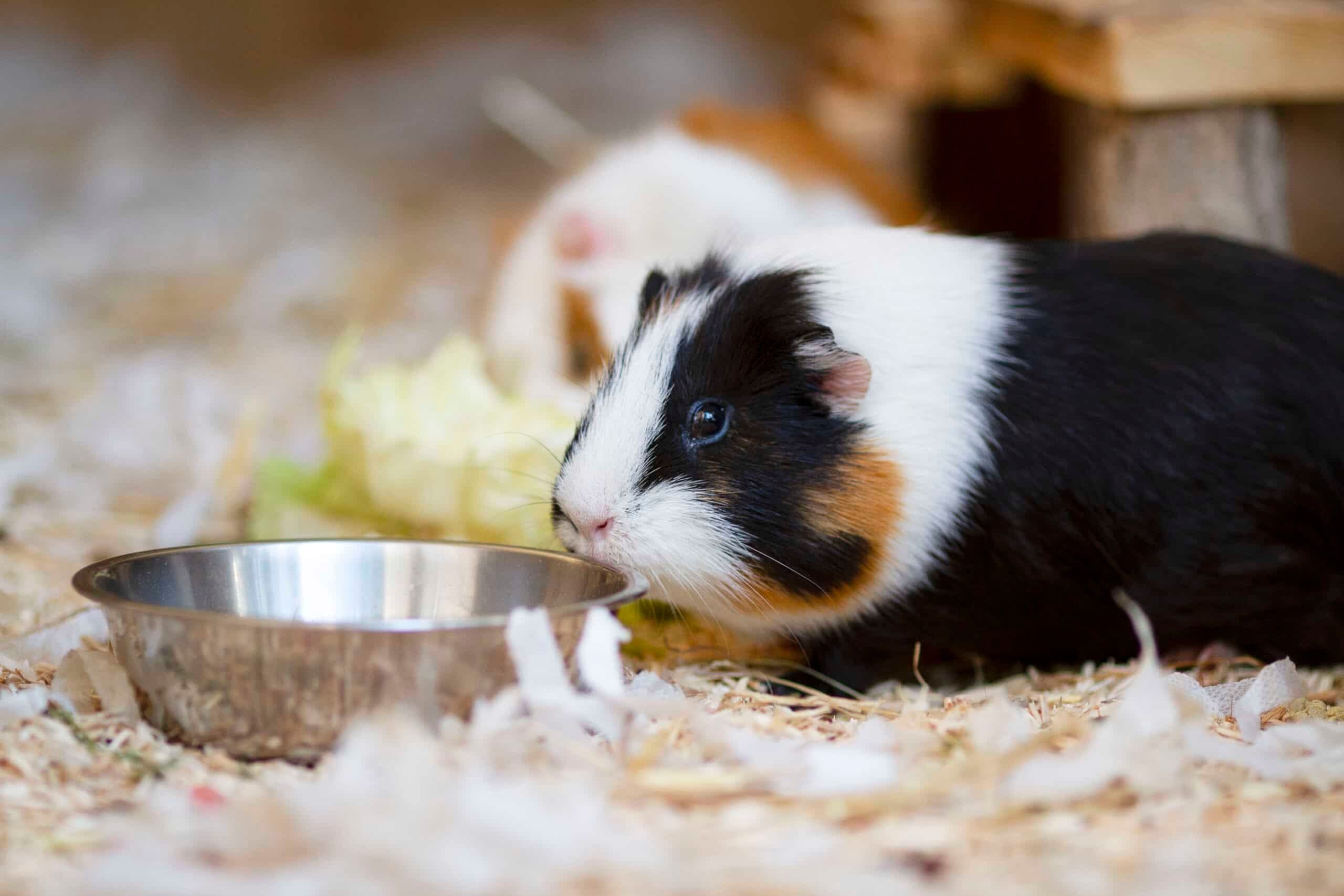 Ein Meerschweinchen sitzt neben einem Futternapf auf Streu in einem Gehege.