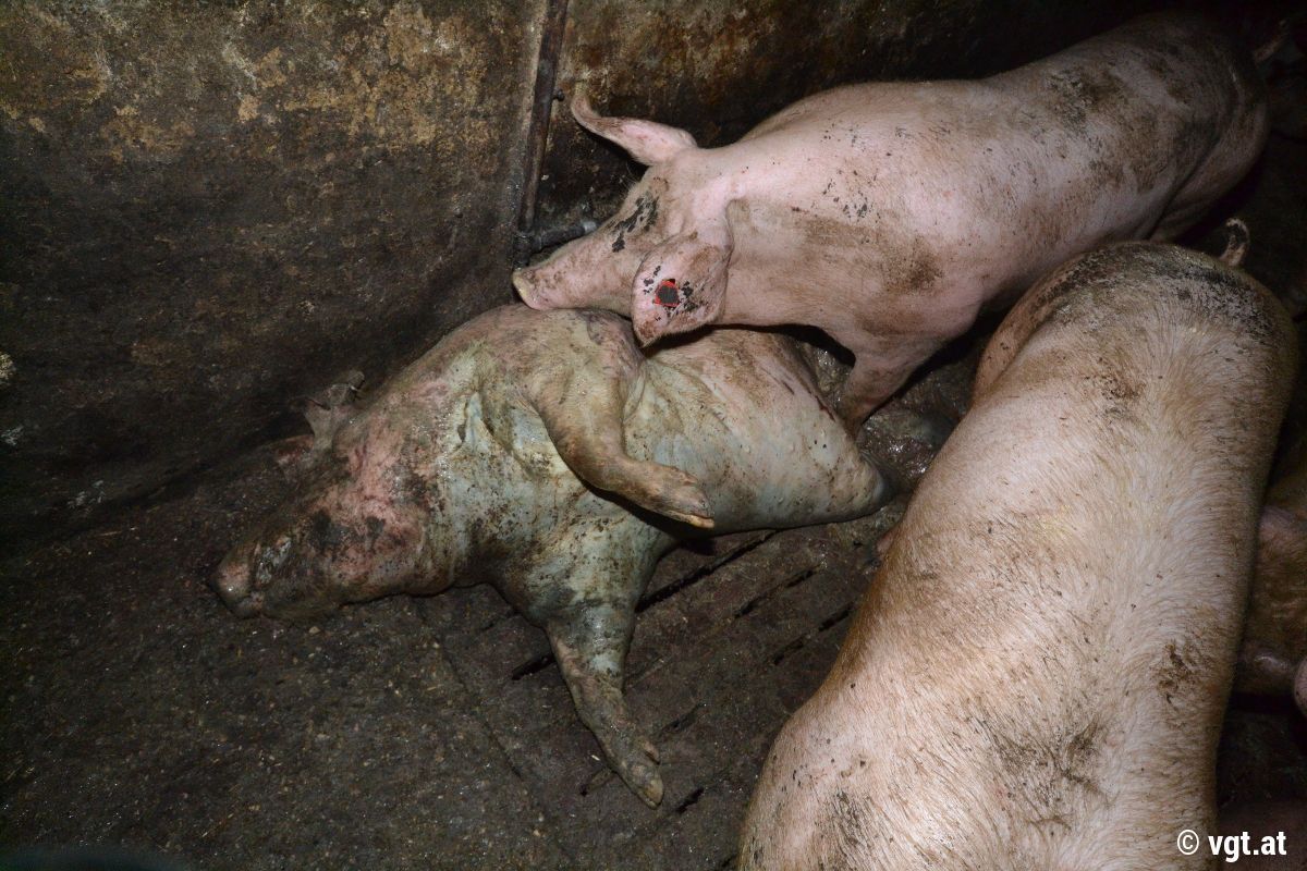 Mehrere Schweine in einem schmutzigen Stall, eines davon liegt tot am Boden.