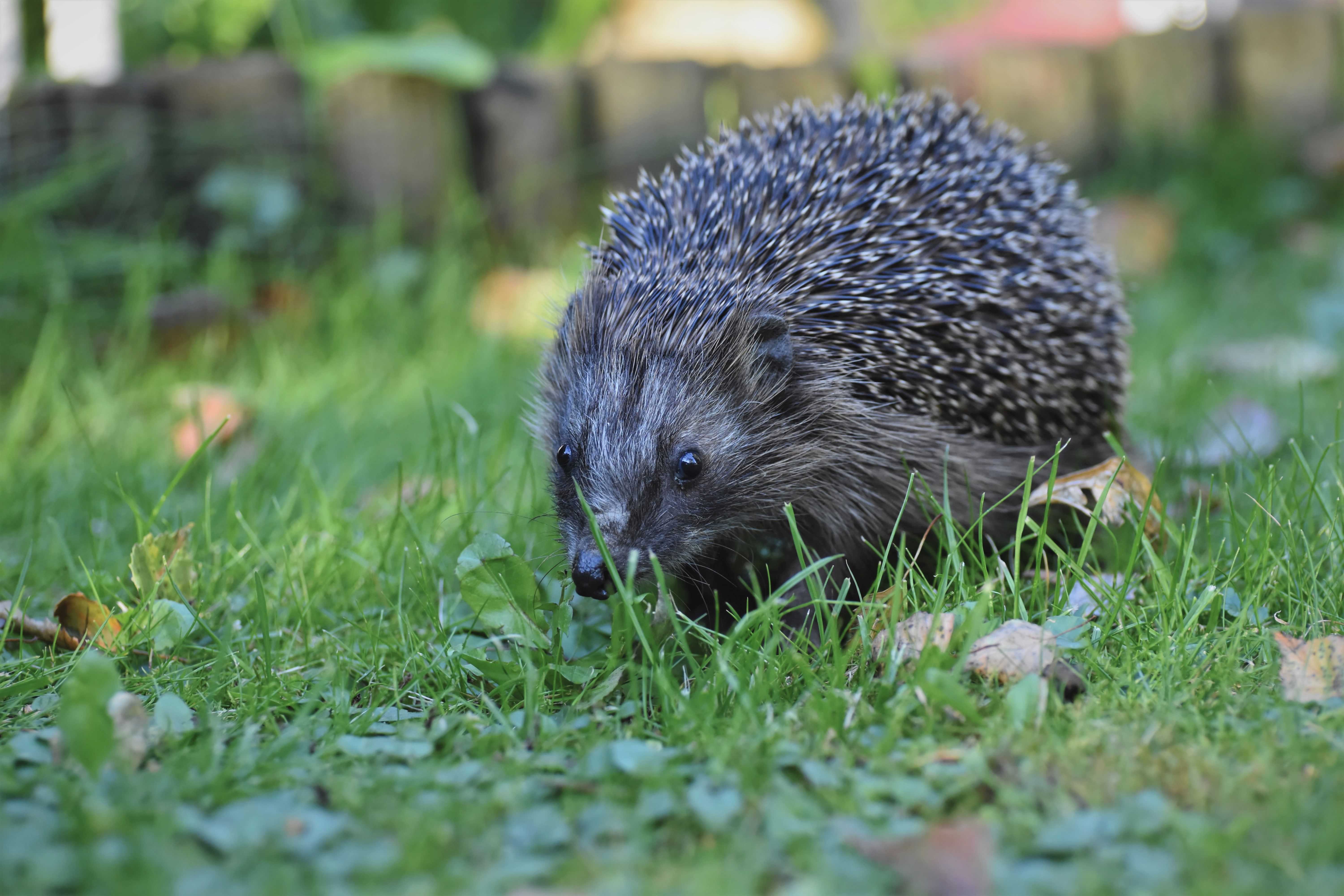 Ein Igel läuft über grünes Gras im Garten.