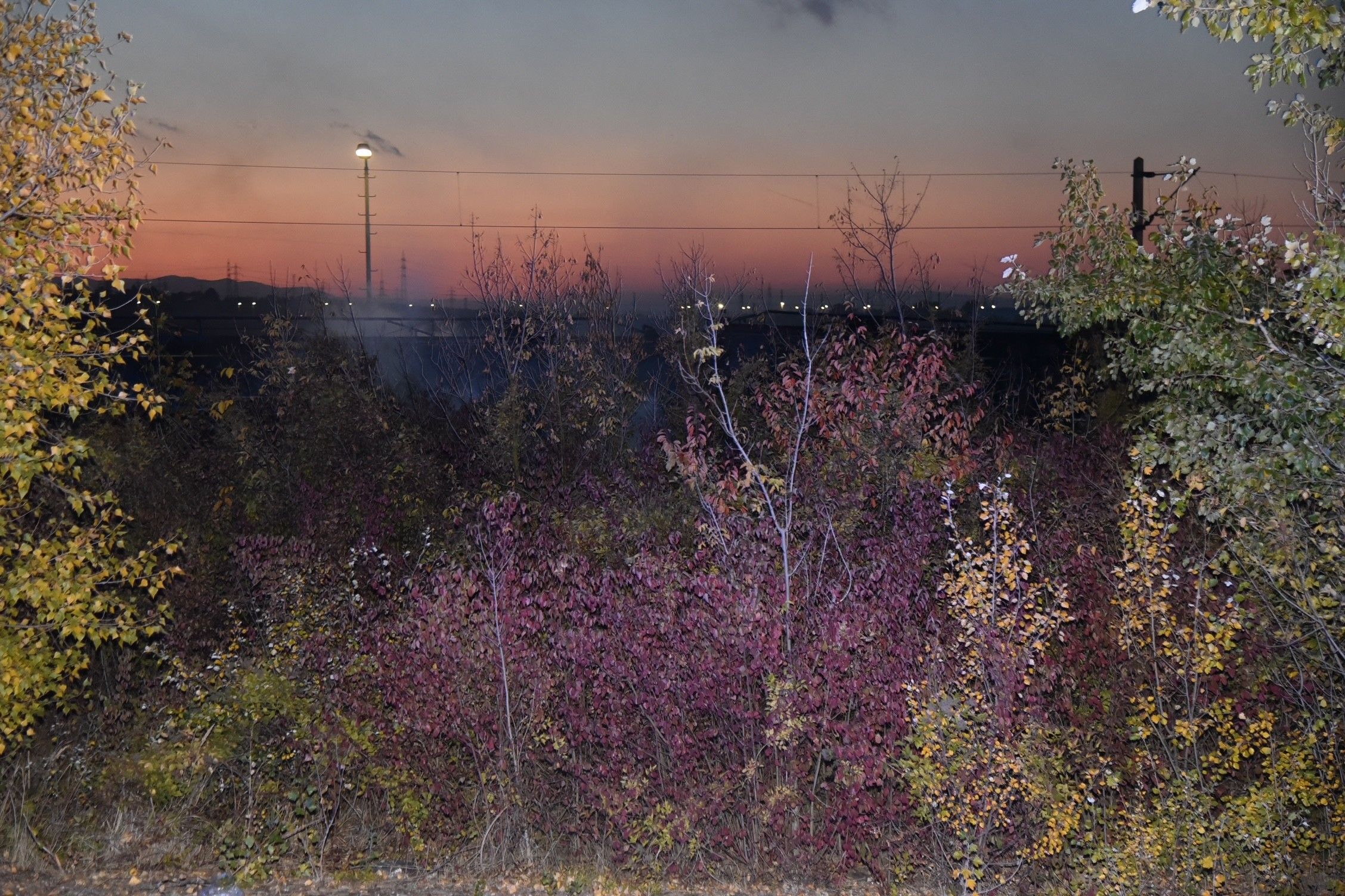 Bunte Büsche vor Bahnoberleitungen bei Sonnenuntergang, Rauch liegt in der Luft.