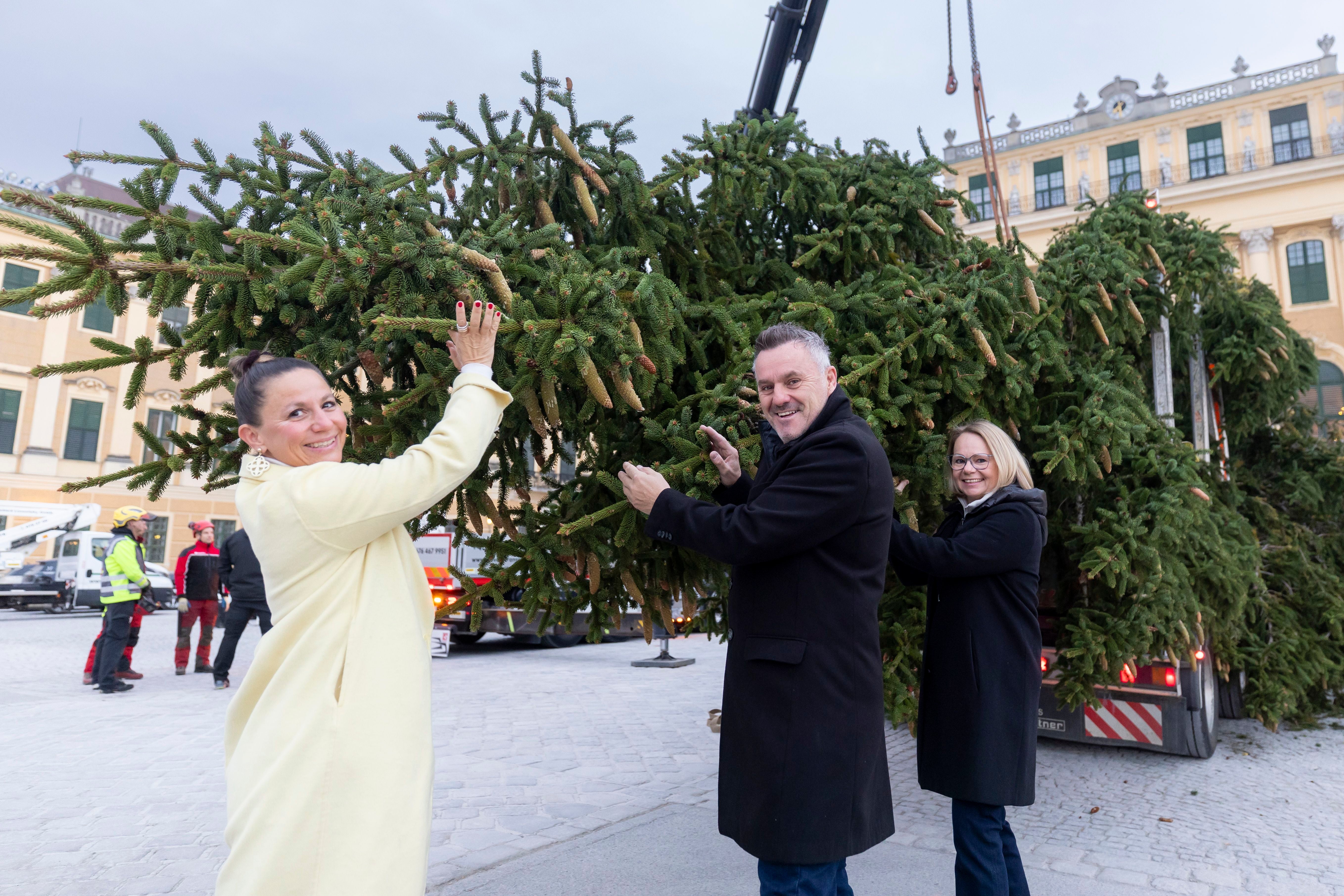 Der Christbaum ließ den Lkw klein aussehen.