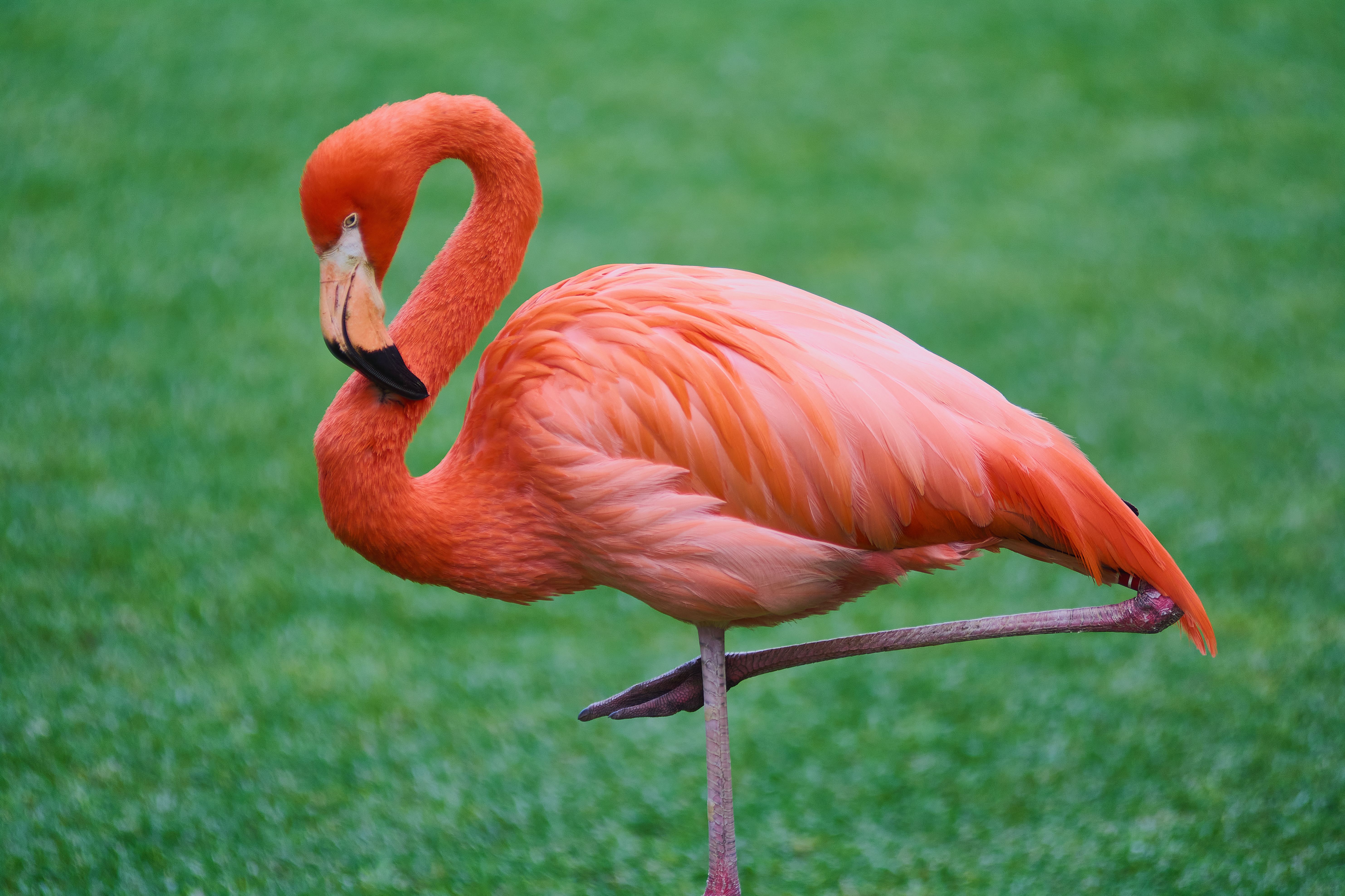 Ein pinker Flamingo steht auf einem Bein auf grünem Gras.