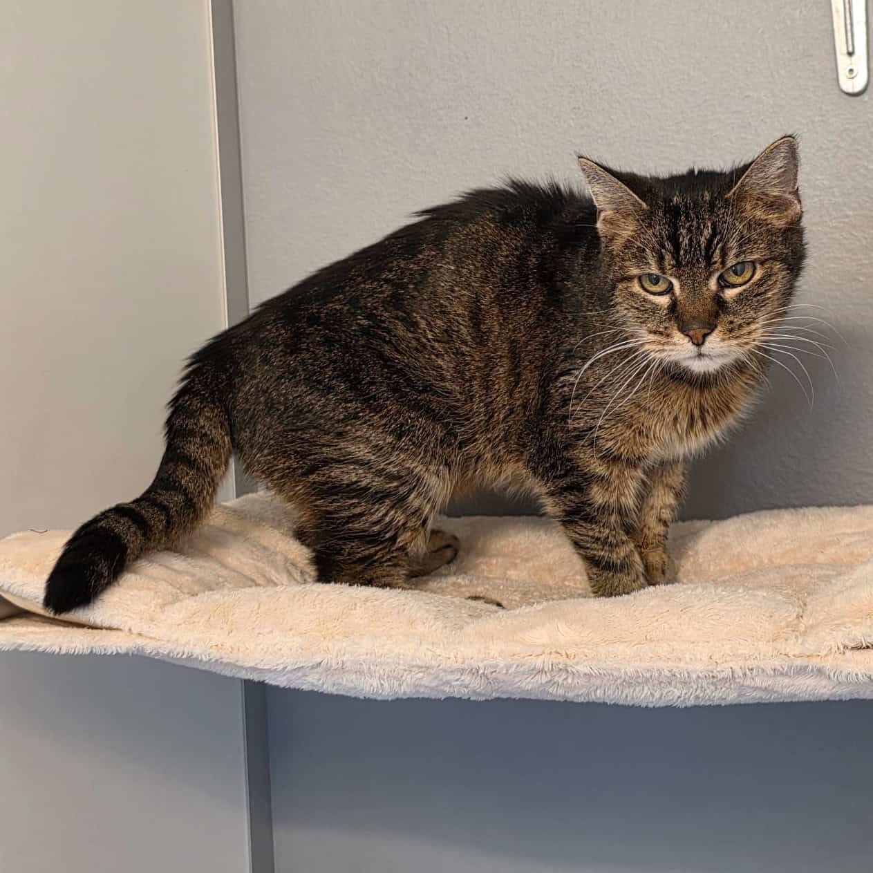 Getigerte Katze steht auf einer weichen, beigen Decke vor einer grauen Wand.