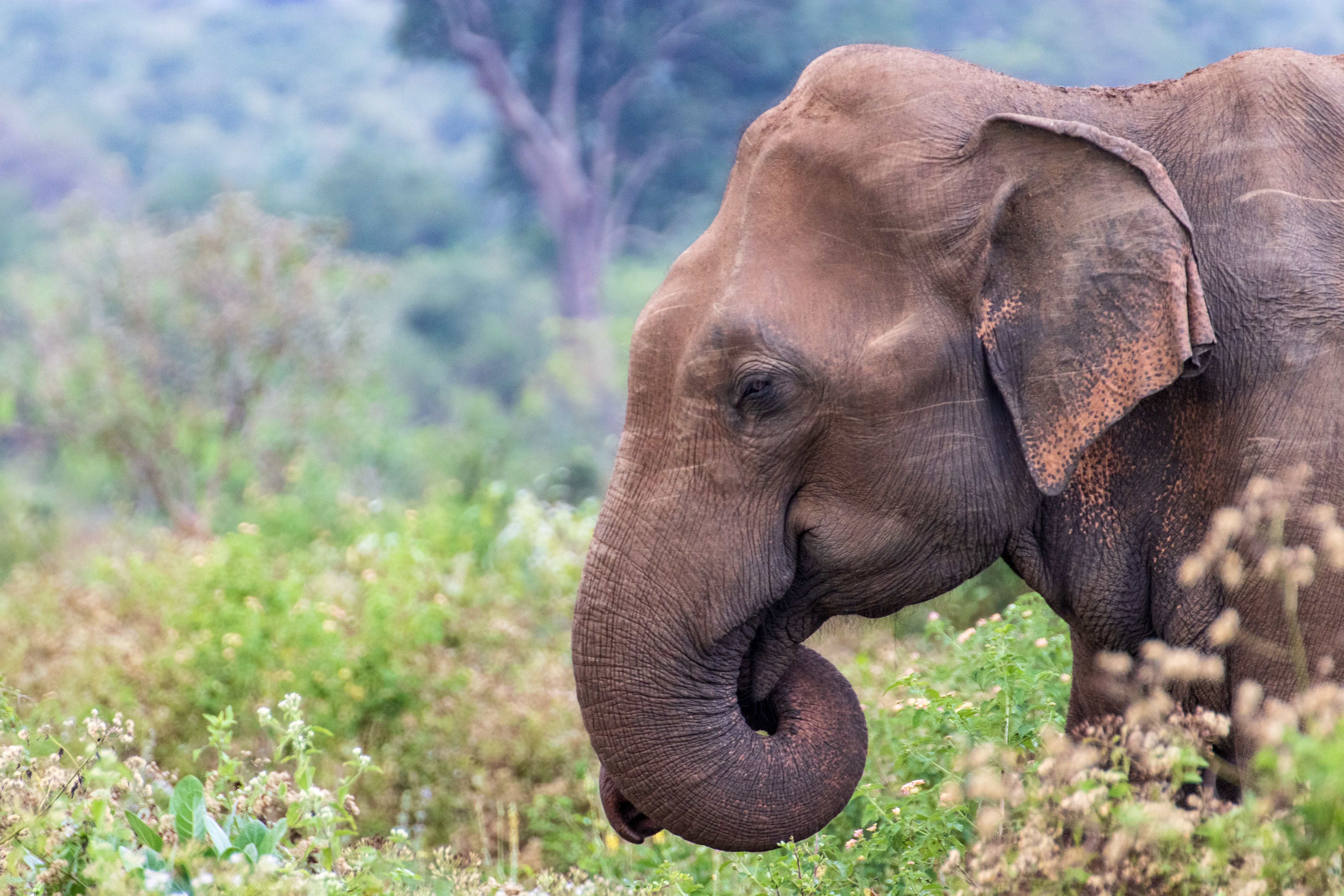 Ein asiatischer Elefant steht seitlich inmitten grüner Vegetation.