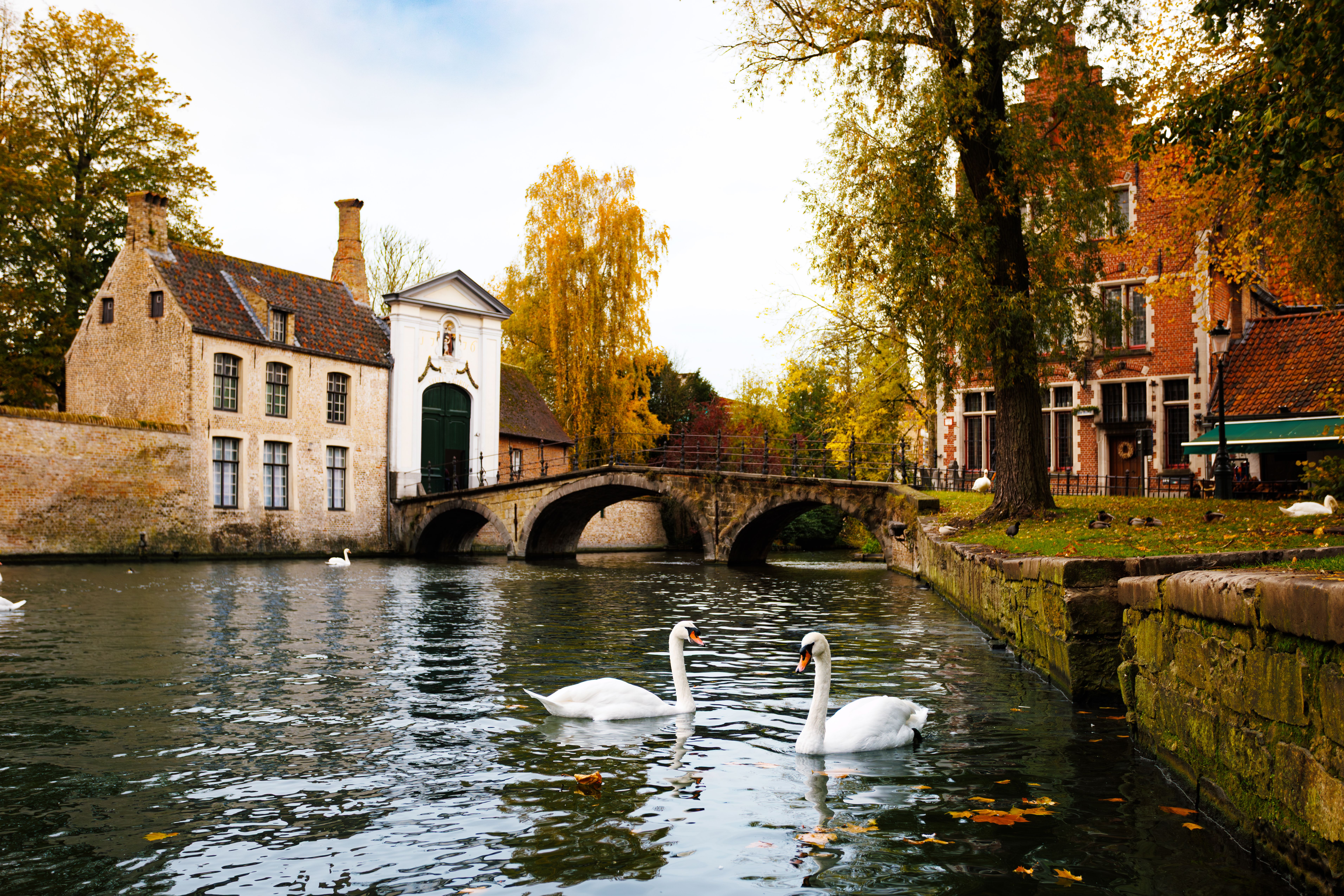 Zwei weiße Schwäne schwimmen auf einem Kanal vor einer alten Brücke und herbstlichen Gebäuden in Brügge.