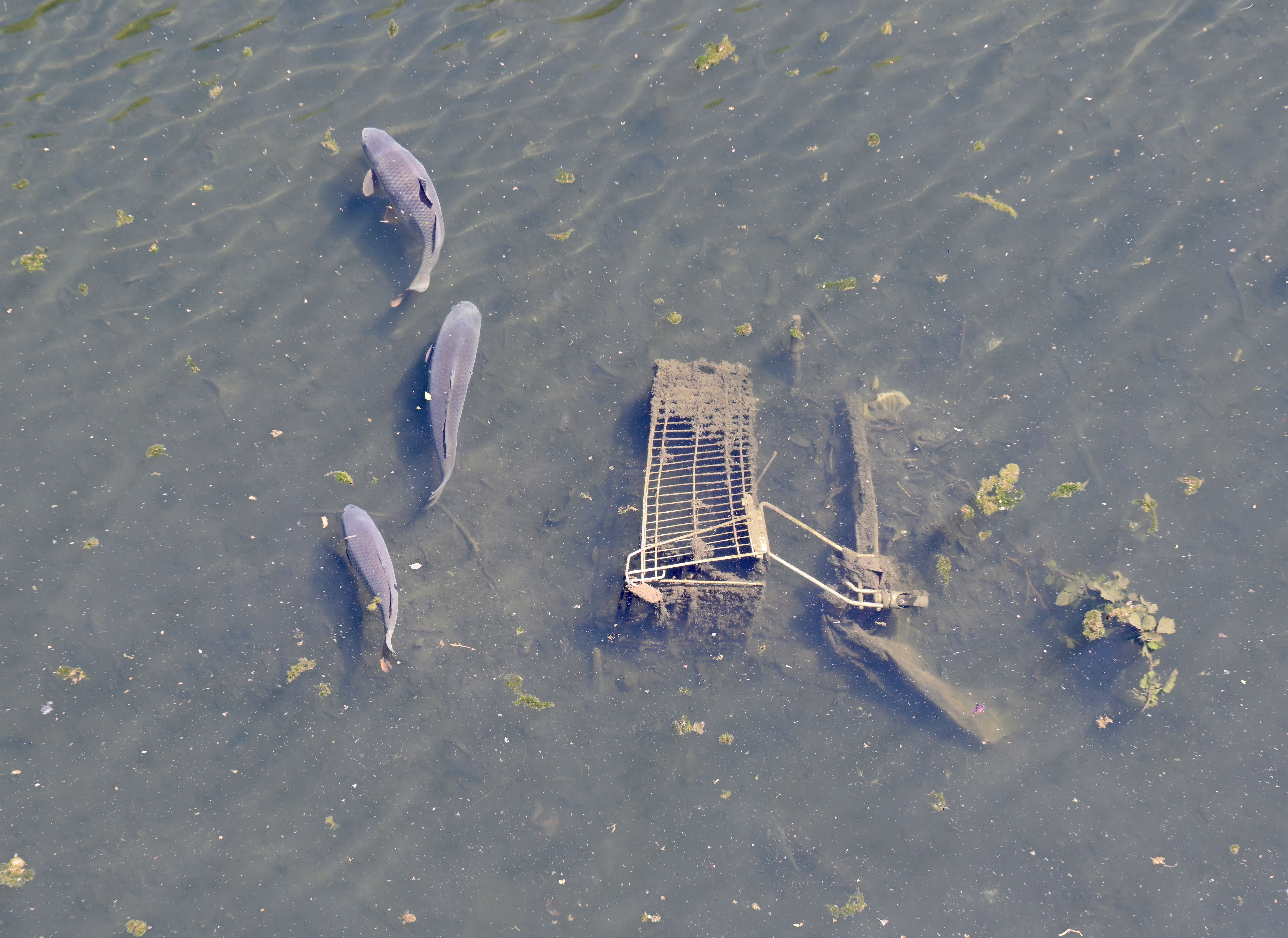 Vier Fische schwimmen an einem im Donaukanal versunkenen Einkaufswagen vorbei.