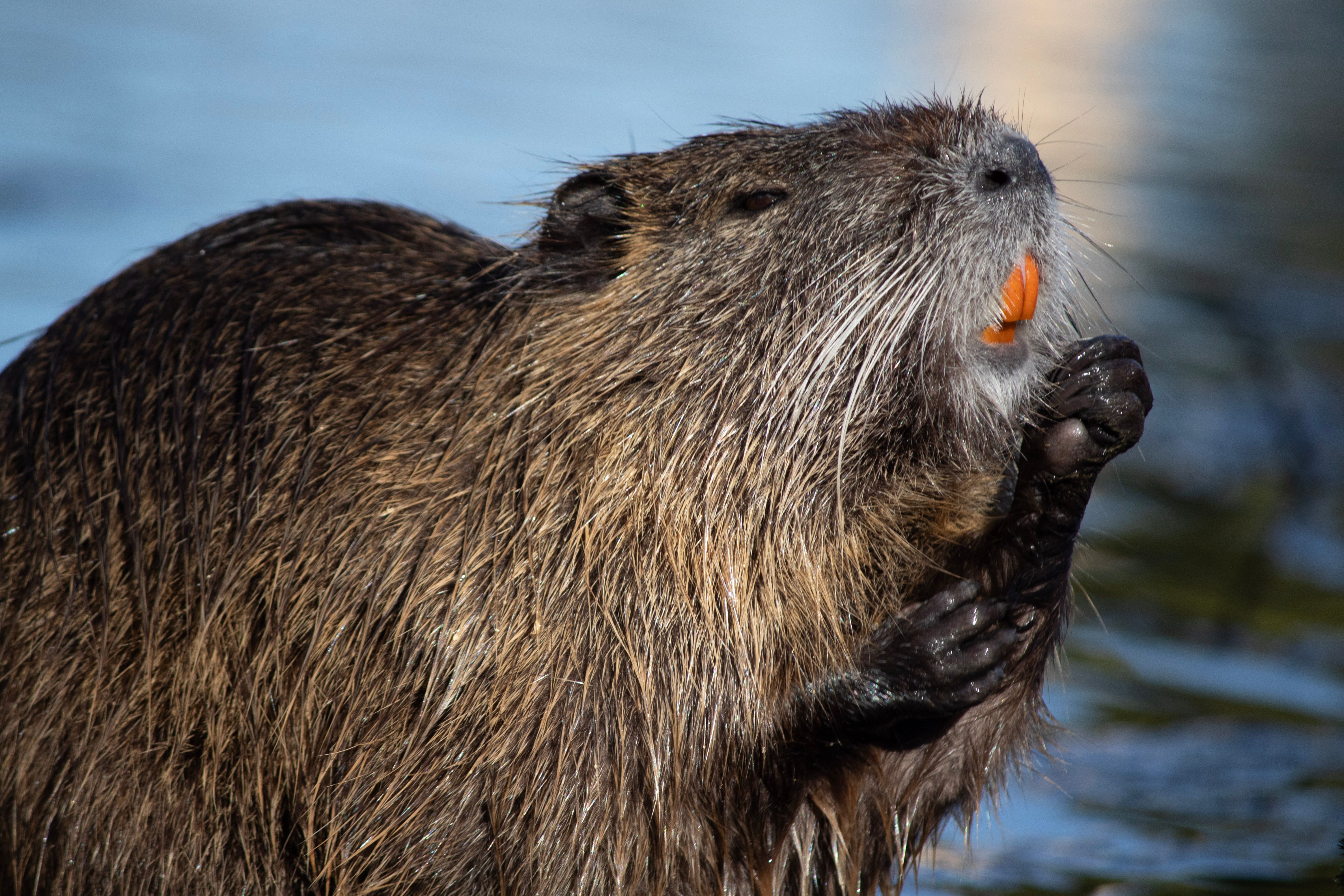 Ein Nutria mit nassem Fell steht im Wasser und zeigt seine orangefarbenen Schneidezähne.