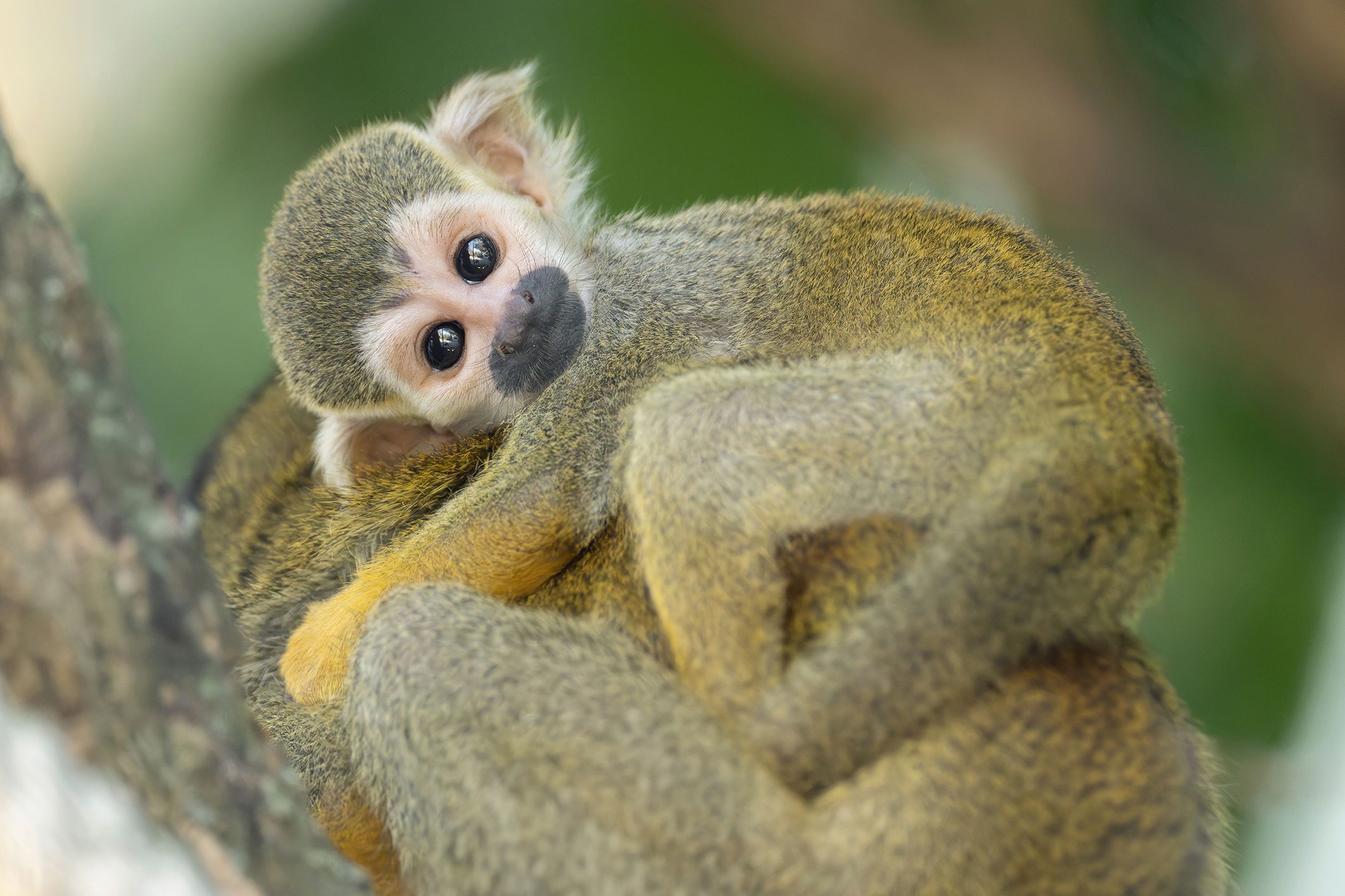 Mit großen Augen schaut das Baby in die Kamera.