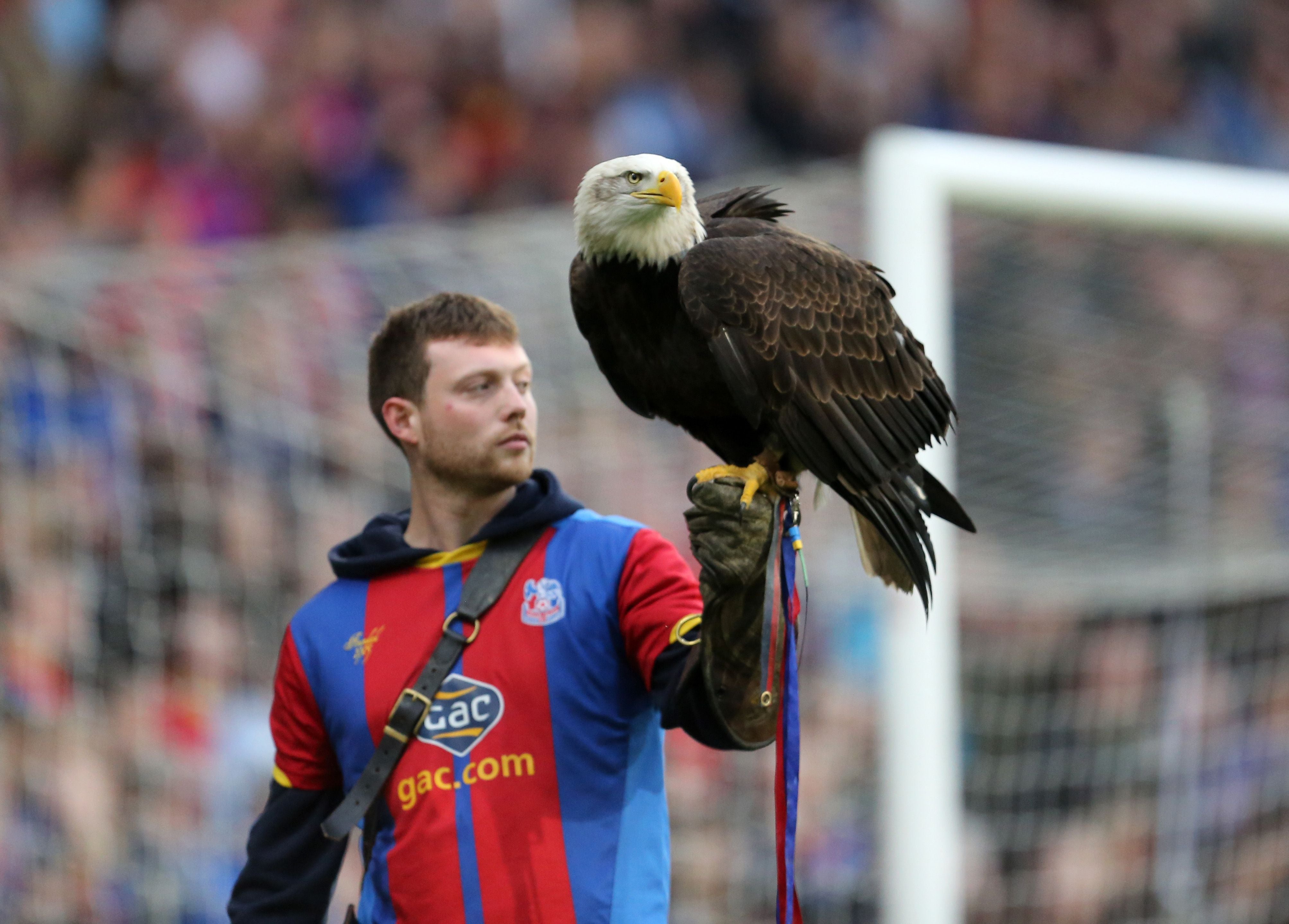 Weißkopfseeadler sitzt auf Hand von Mensch.