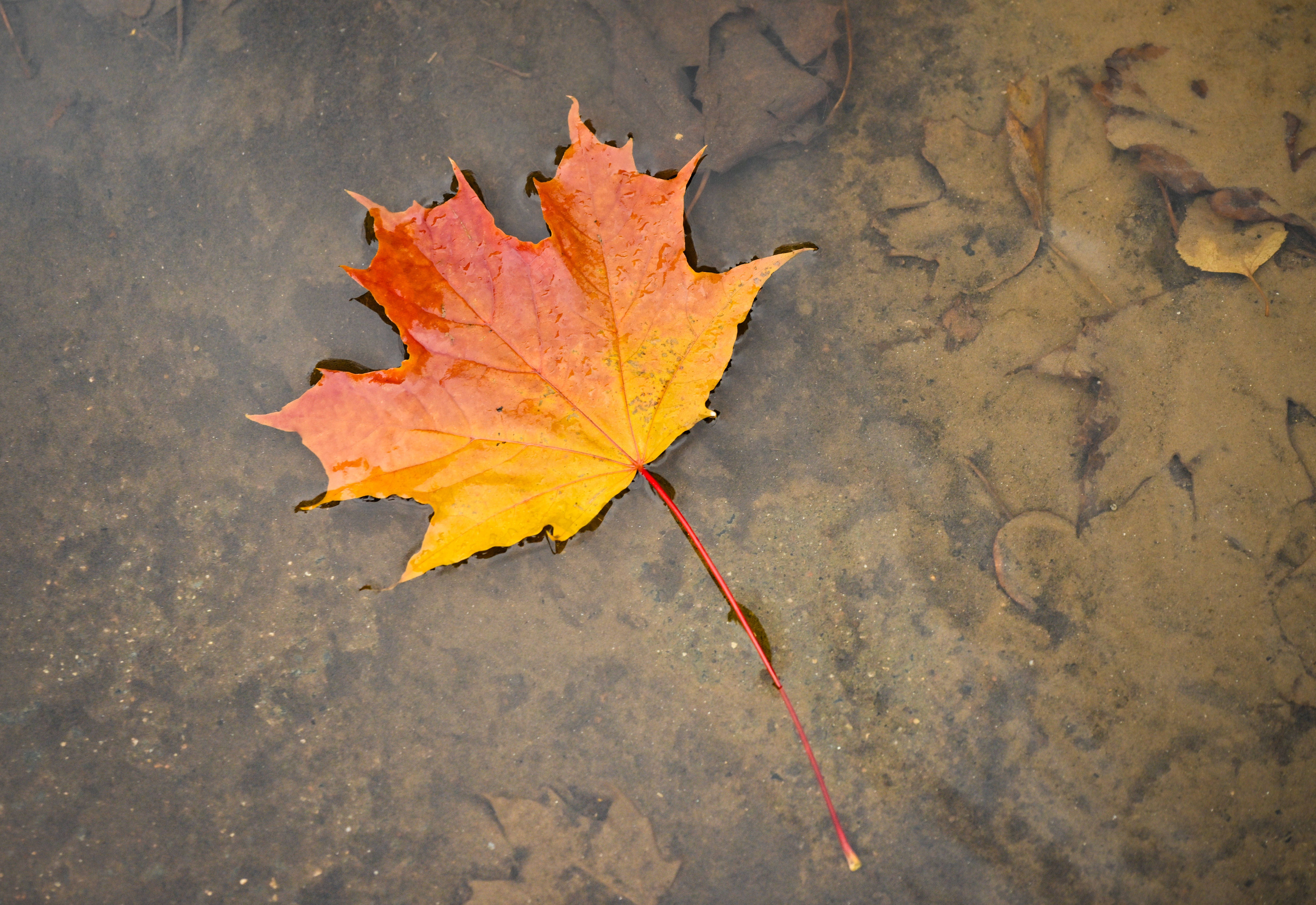 Herbstliches Ahornblatt schwimmt auf einer Pfütze mit braunen Blättern im Hintergrund.