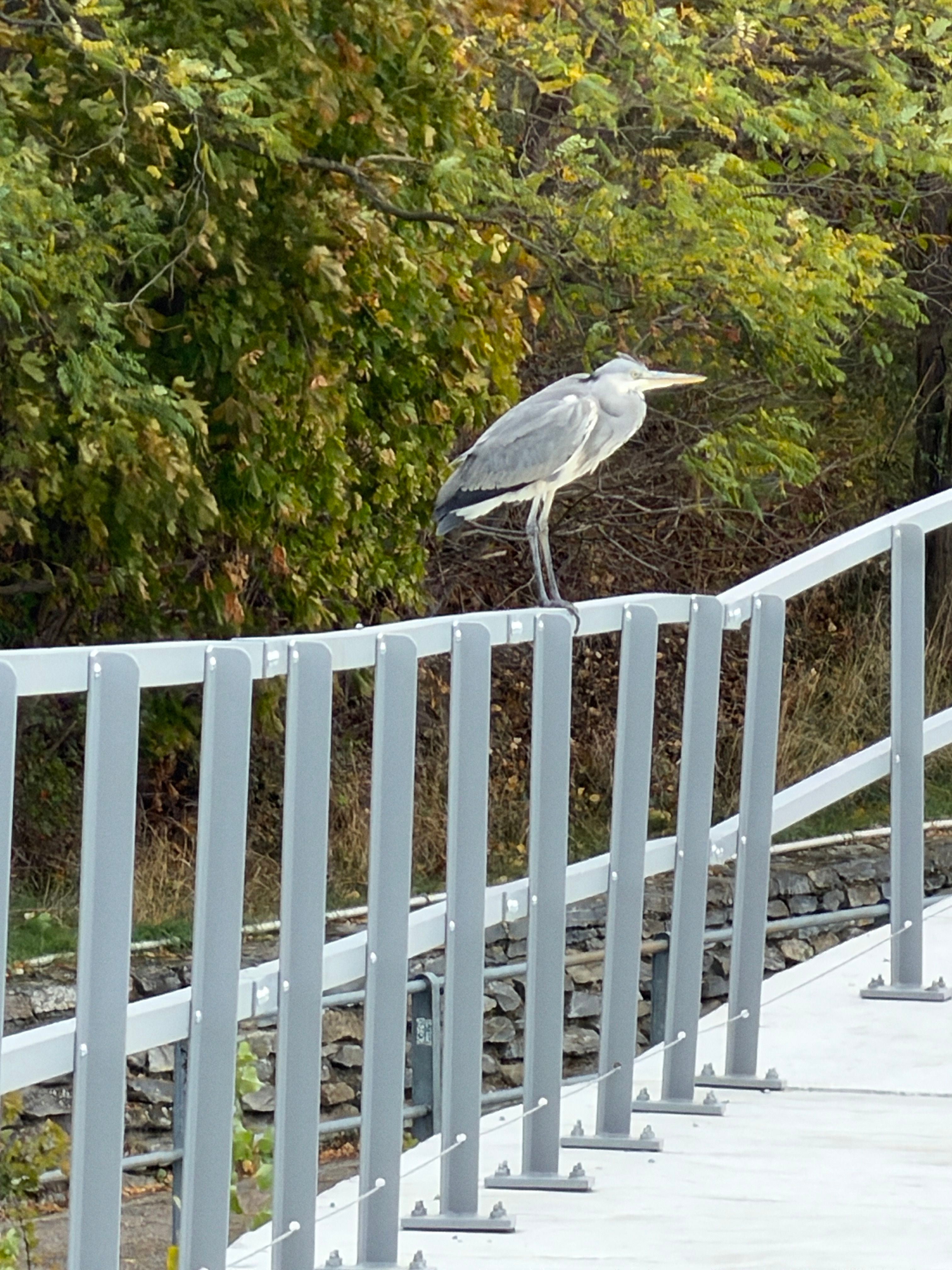 Ein Graureiher sitzt auf einem Metallgeländer am Hochwasserschutz bei herbstlichem Laub.