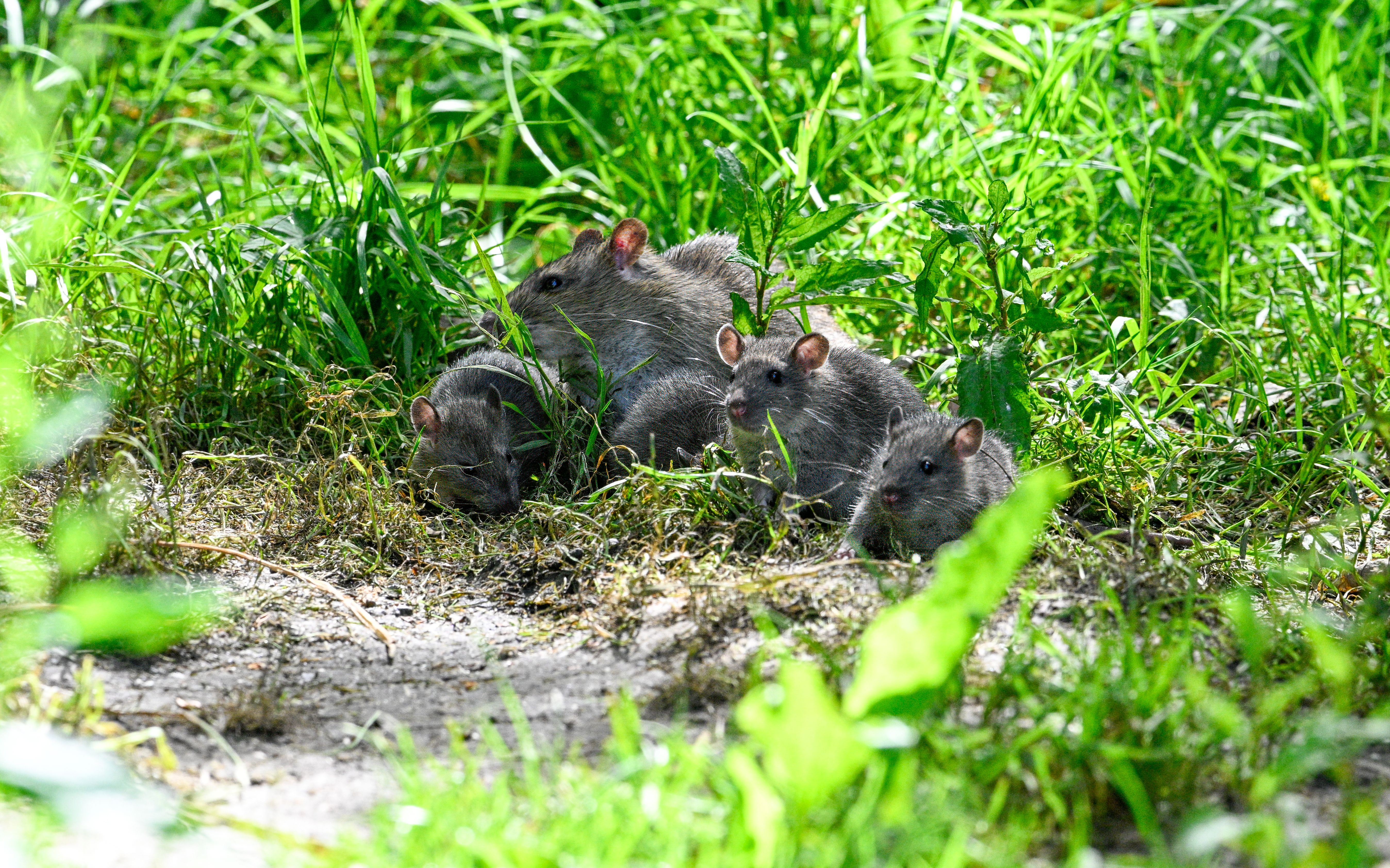 Immer mehr Ratten verbreiten sich in München.