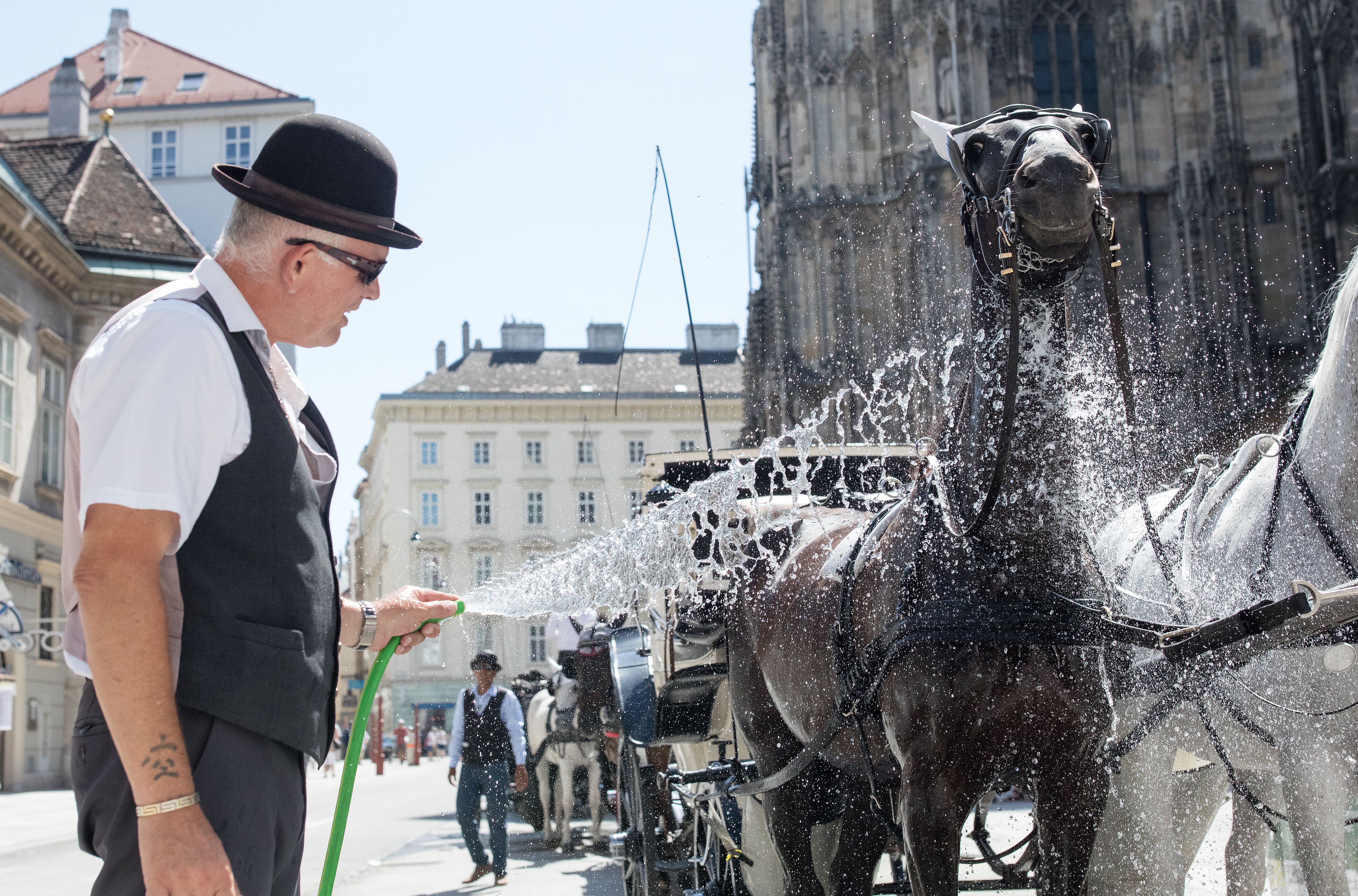 Ein Kutscher spritzt Fiaker-Pferde mit Wasser am Stephansplatz in Wien zur Abkühlung.