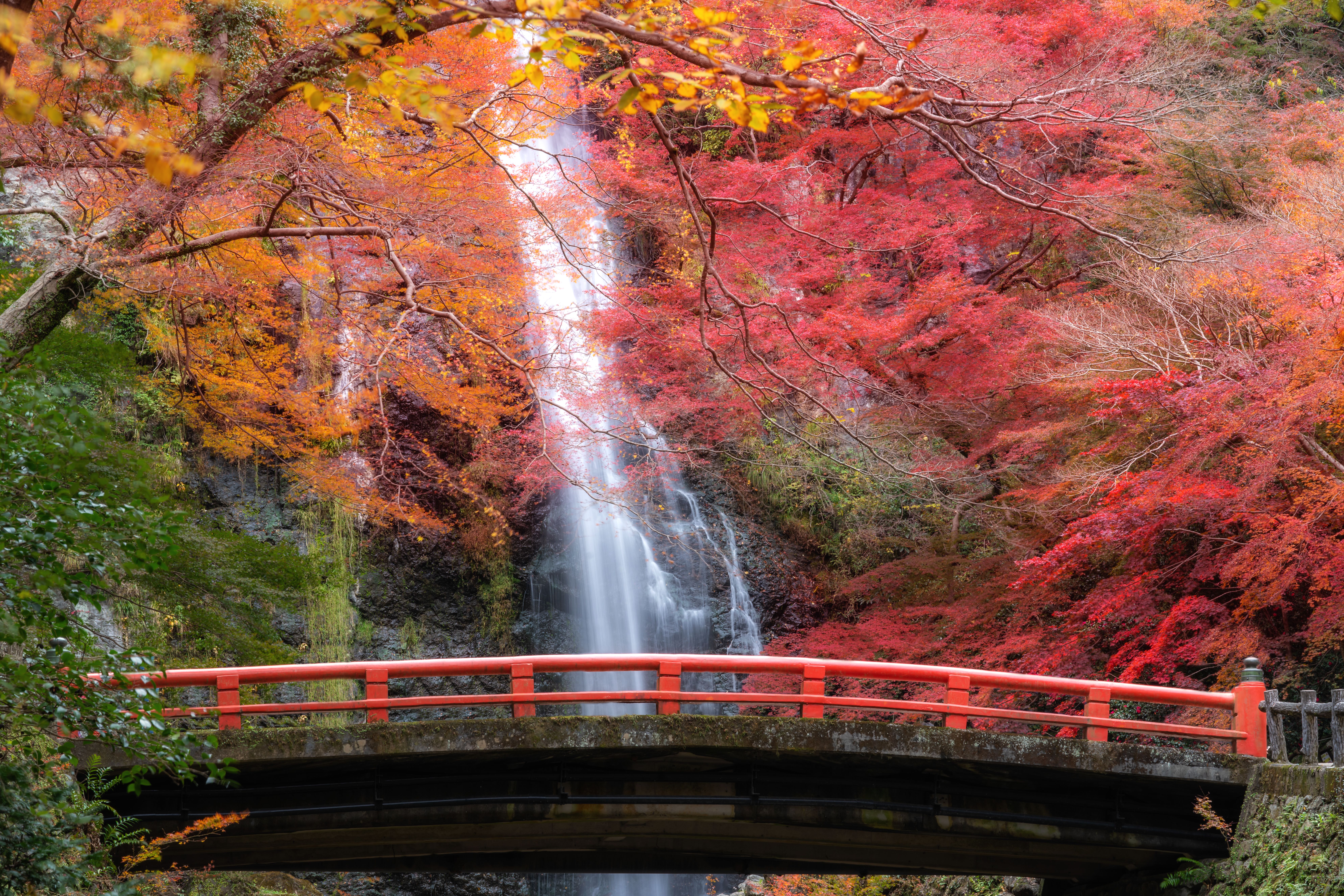 Rote Brücke vor dem Minoo Wasserfall, umgeben von leuchtend bunten Herbstbäumen in Osaka, Japan.