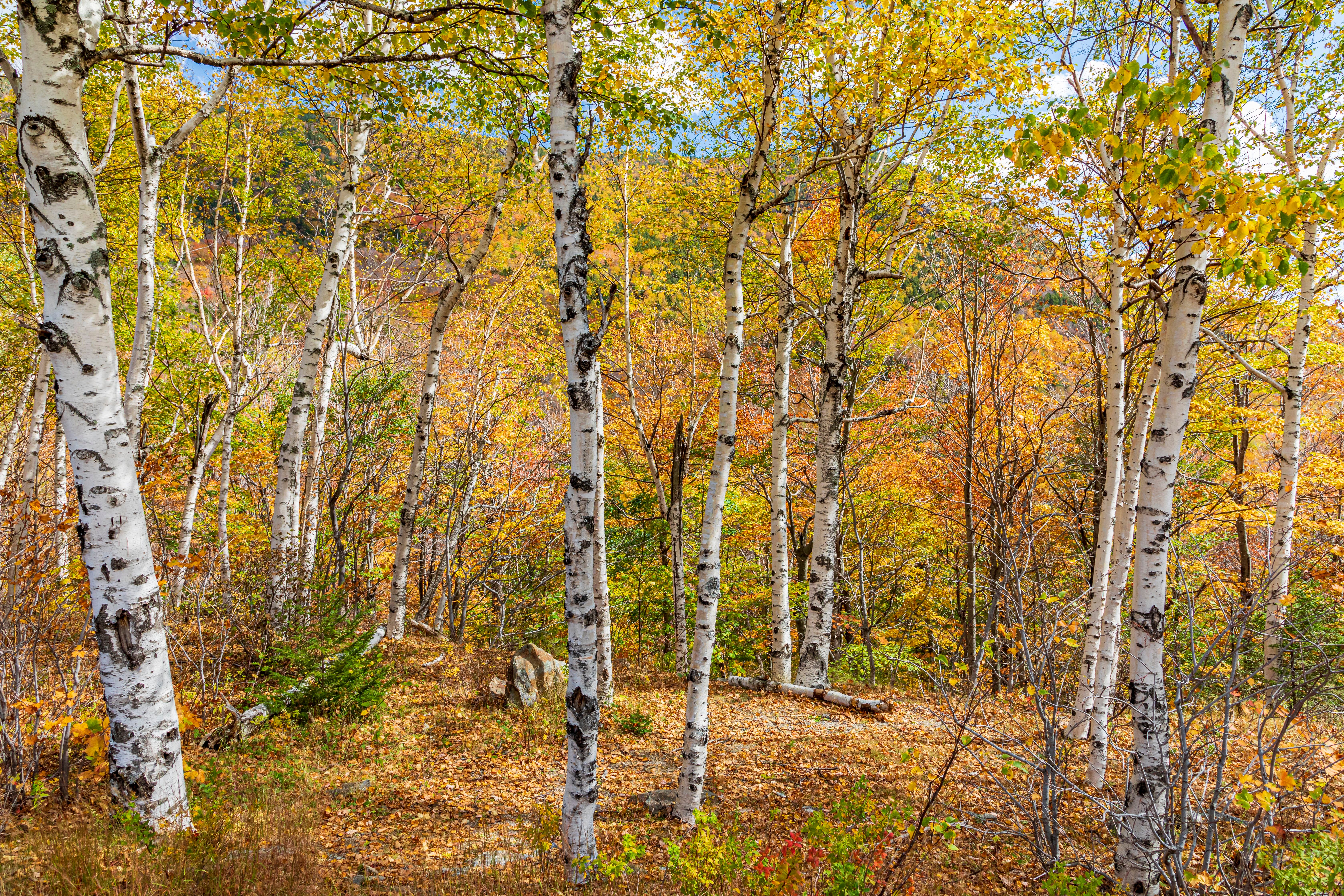 Birkenwald im Herbst mit buntem Laub im White Mountain National Forest, New Hampshire.