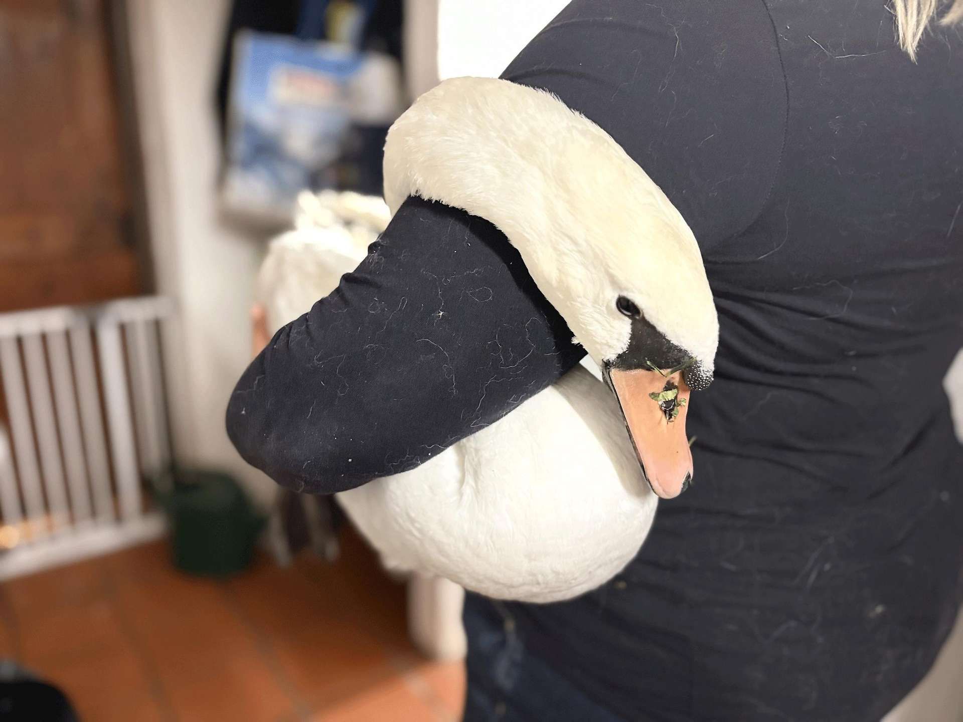 Eine Person hält einen weißen Schwan im Arm in einem Innenraum.