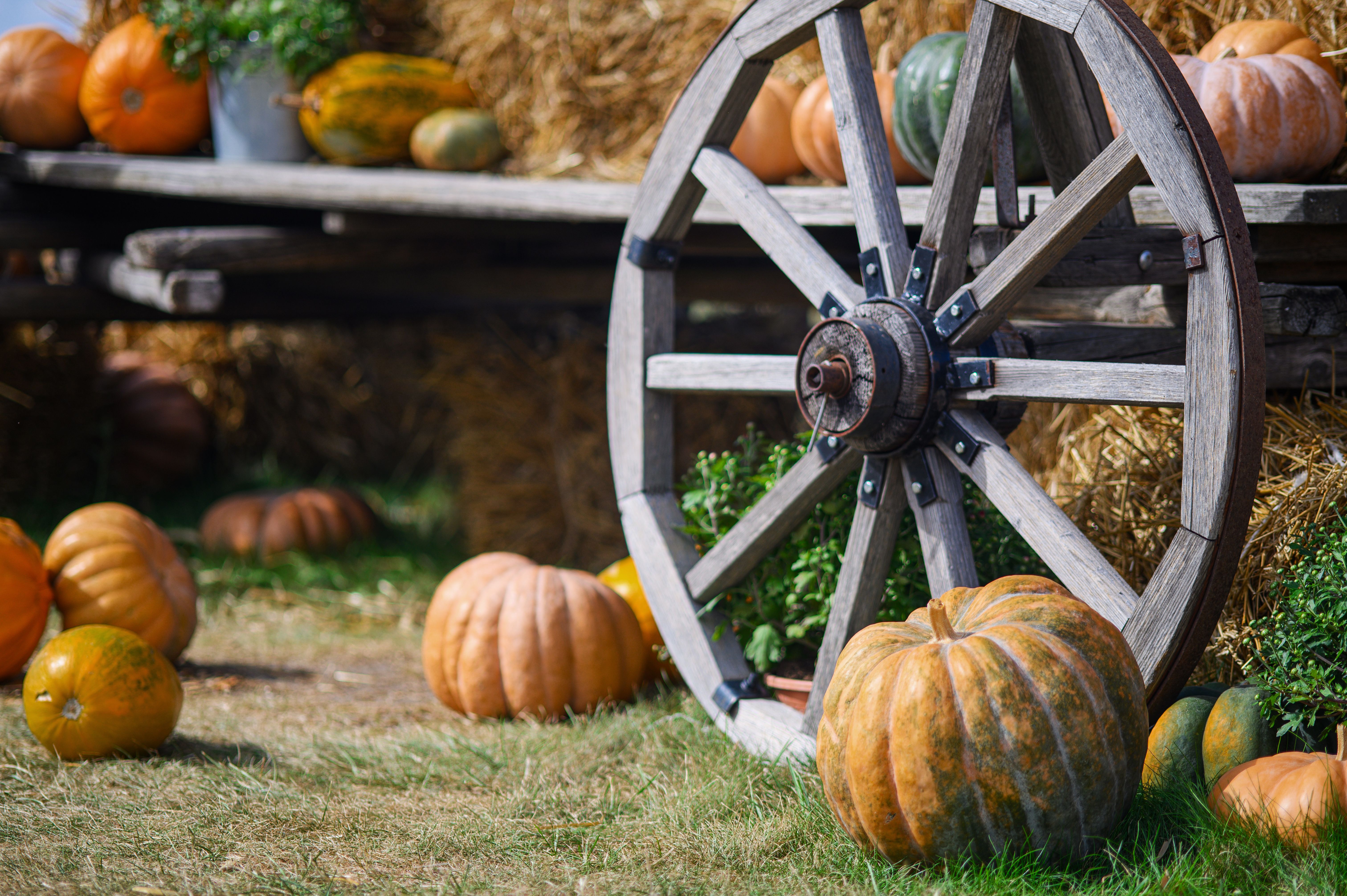 Großes Wagenrad mit Kürbissen, Heuballen und Pflanzen in herbstlicher ländlicher Szene.
