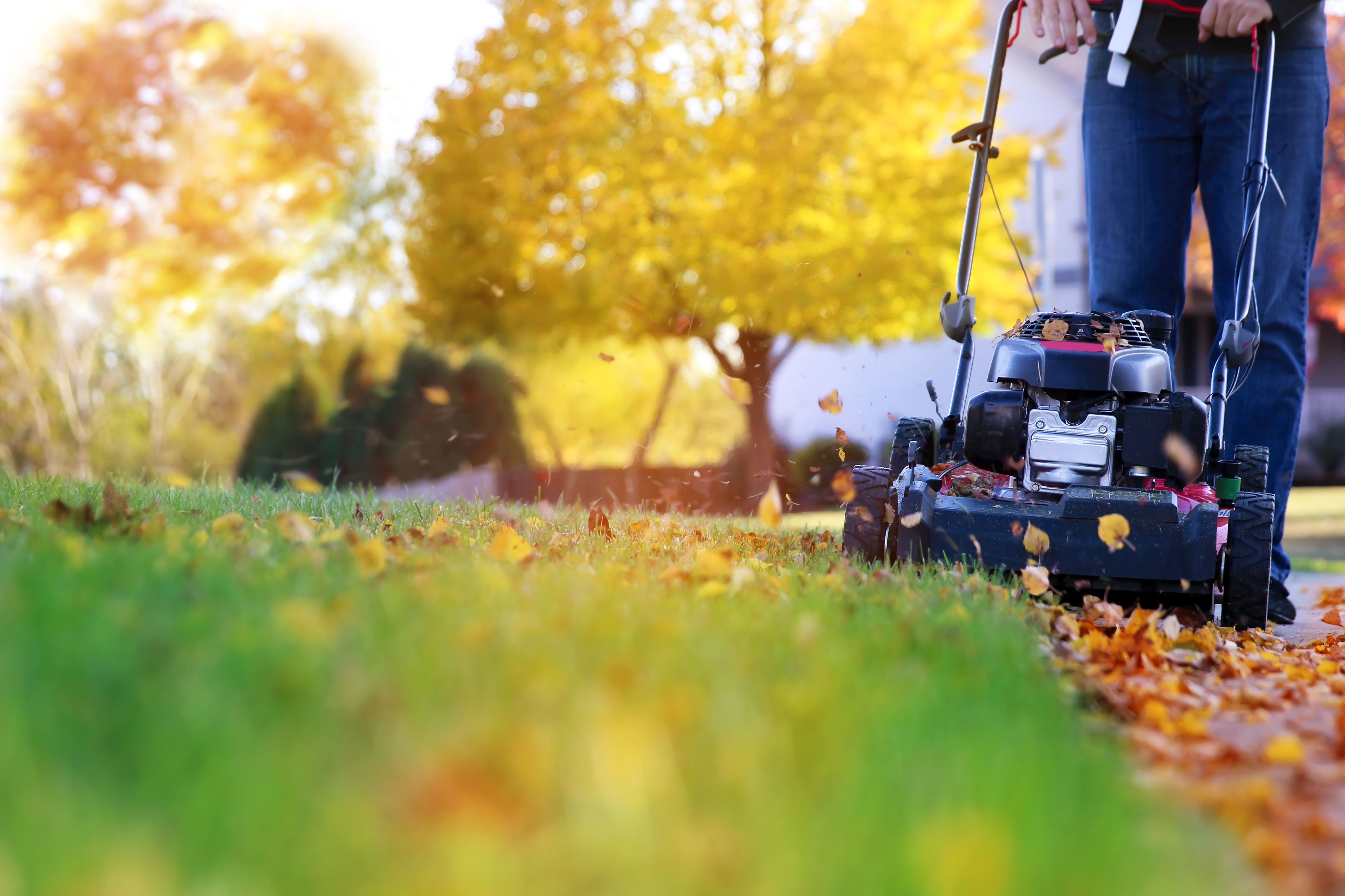 Person mäht im sonnigen Herbst mit einem Rasenmäher den Rasen, Laub liegt auf dem Gras.