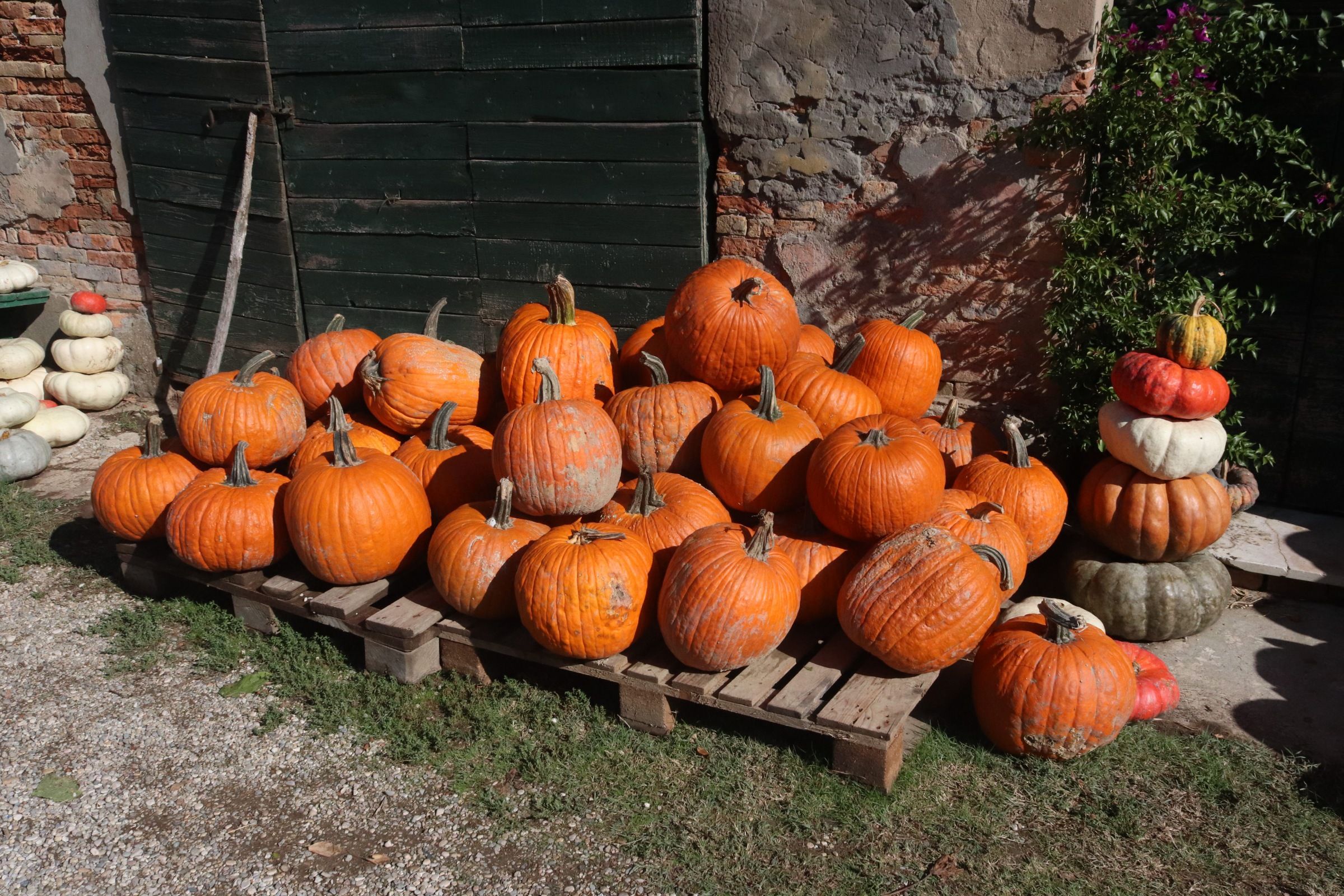 Viele orange Kürbisse liegen auf Paletten, daneben stehen gestapelte bunte Kürbisse.