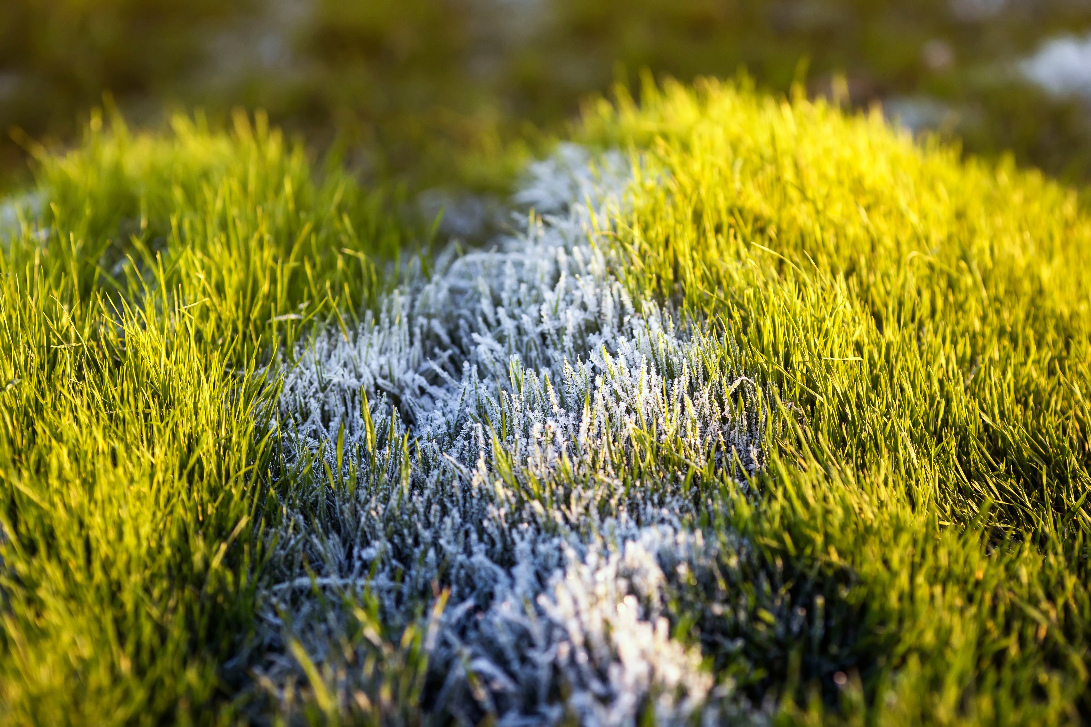 Grünes Wiesengras mit glitzerndem Frost im warmen Morgenlicht beleuchtet.
