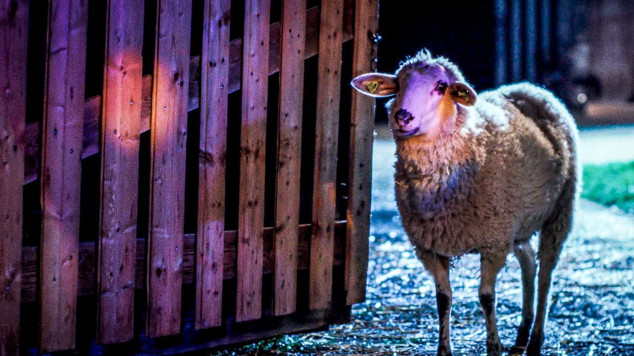 Ein Schaf steht nachts neben einem hölzernen Zaun und schaut in die Kamera.
