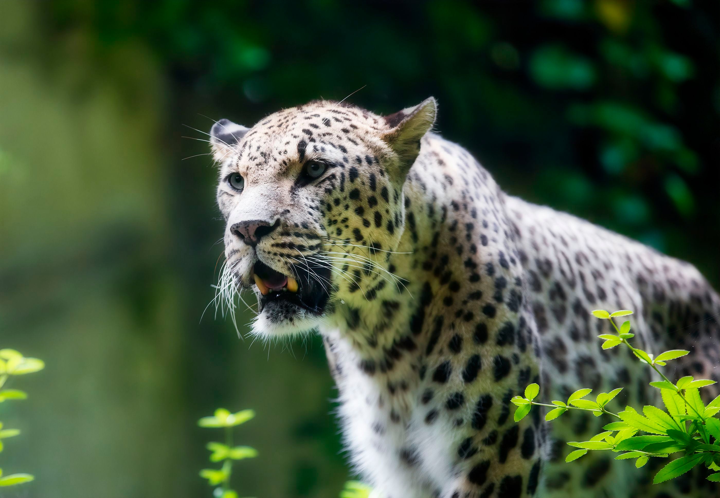 Persischer Leopard mit geflecktem Fell steht im Grünen und schaut aufmerksam nach vorne.