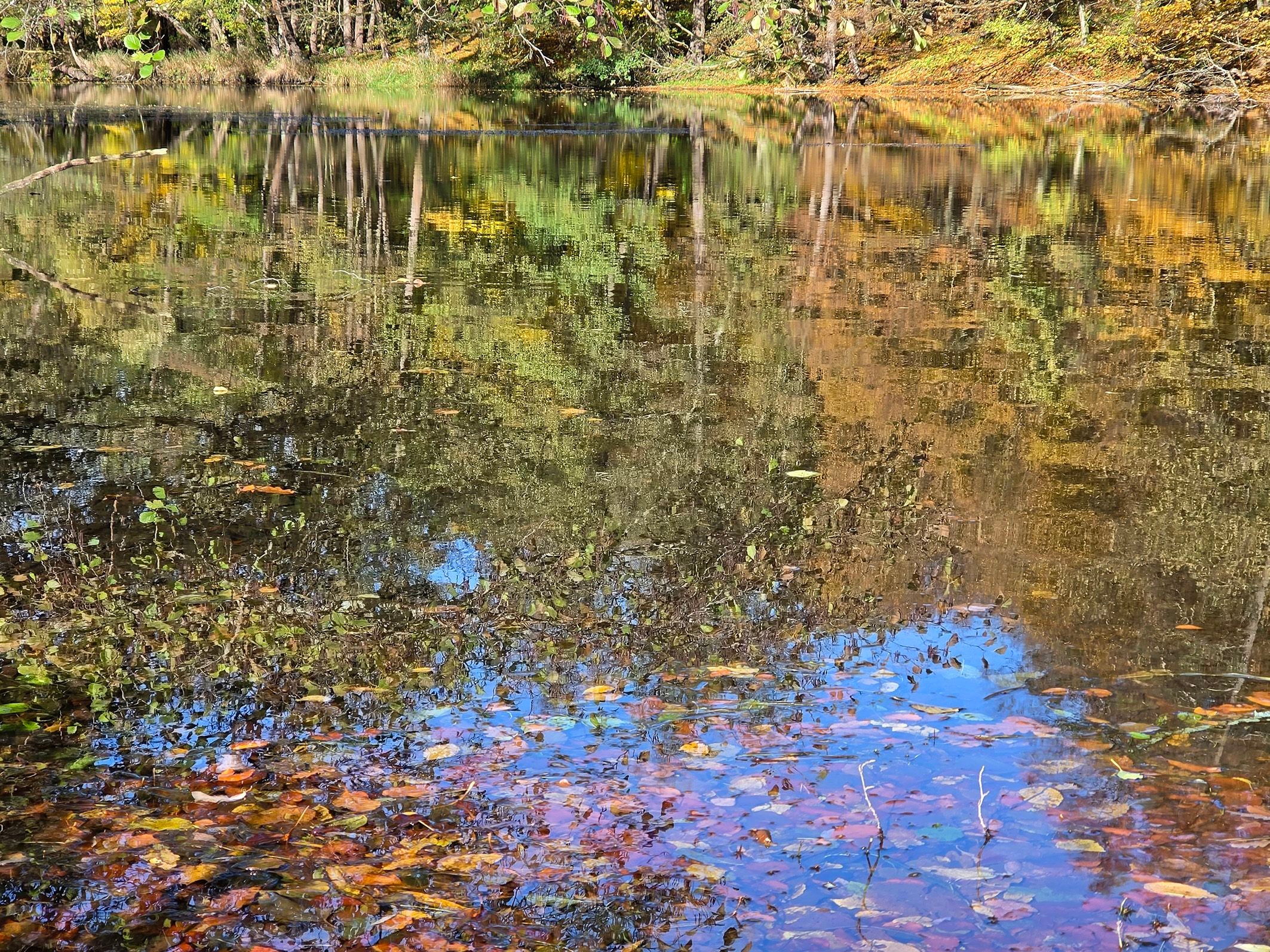 Die Thaya - wie ein Bild von Monet