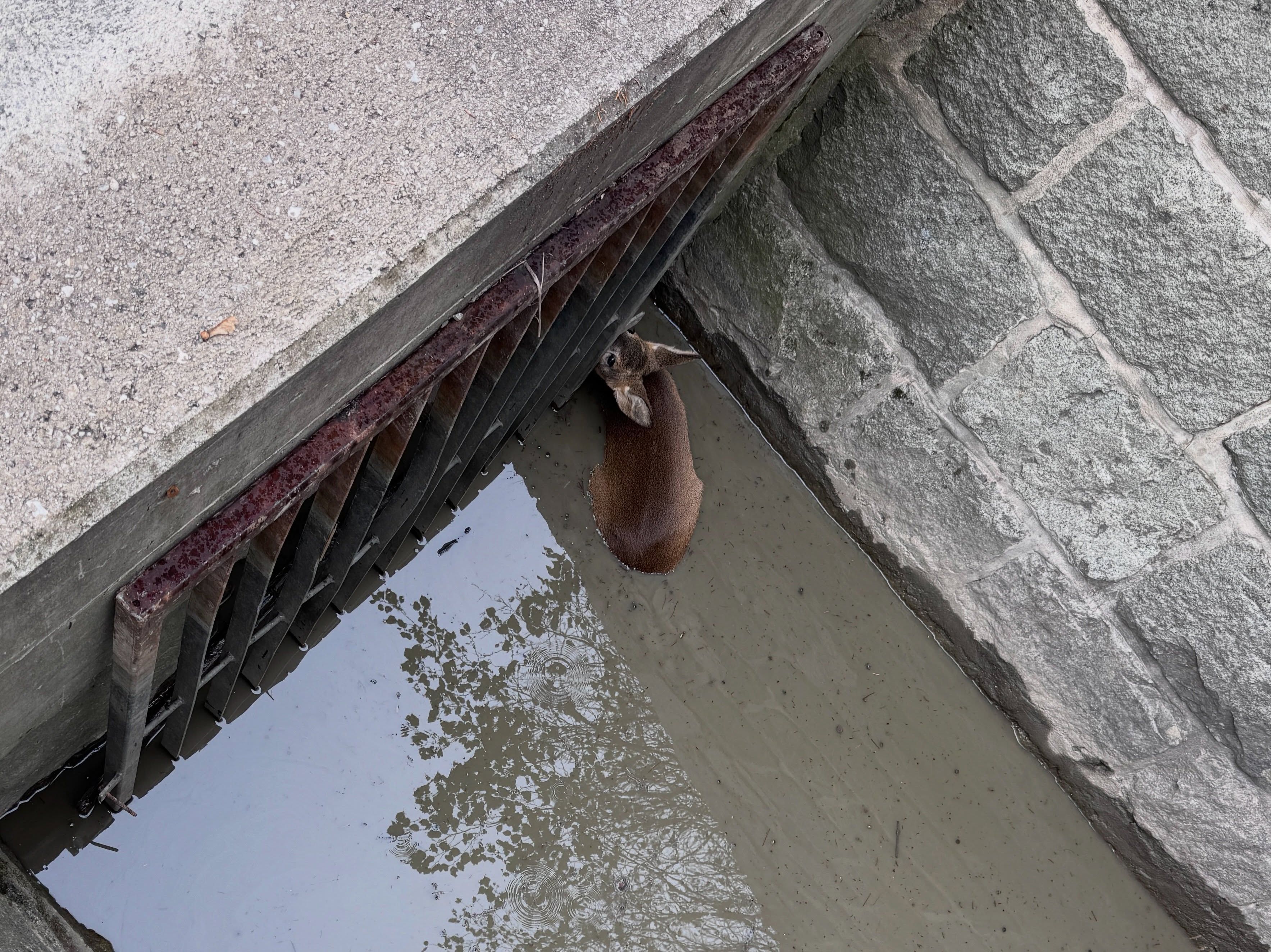 Ein Reh steht in einem engen, betonierten Wasserkanal neben einem Gitter.