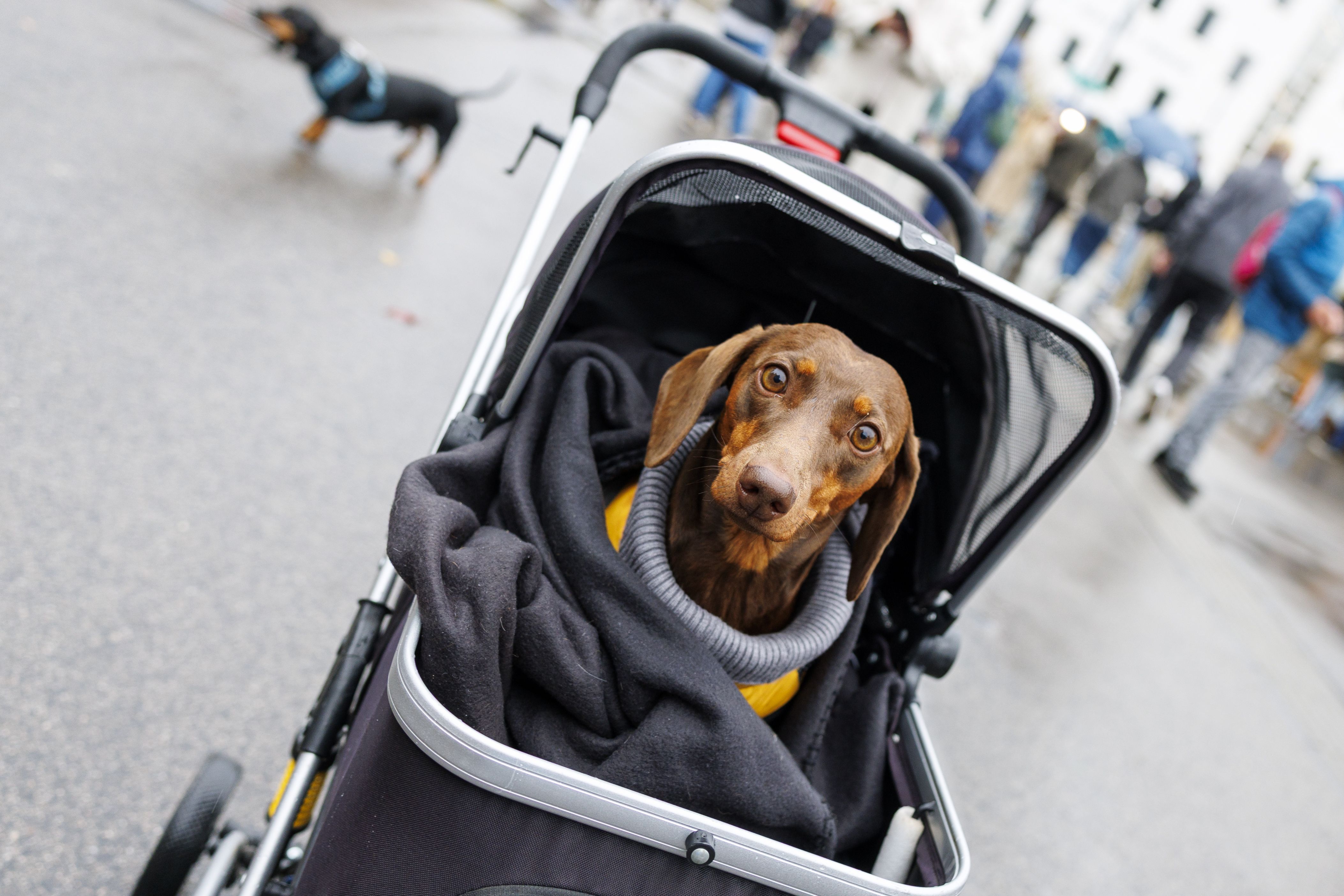 Ein brauner Dackel sitzt in einem Buggy während einer Veranstaltung in Wien.