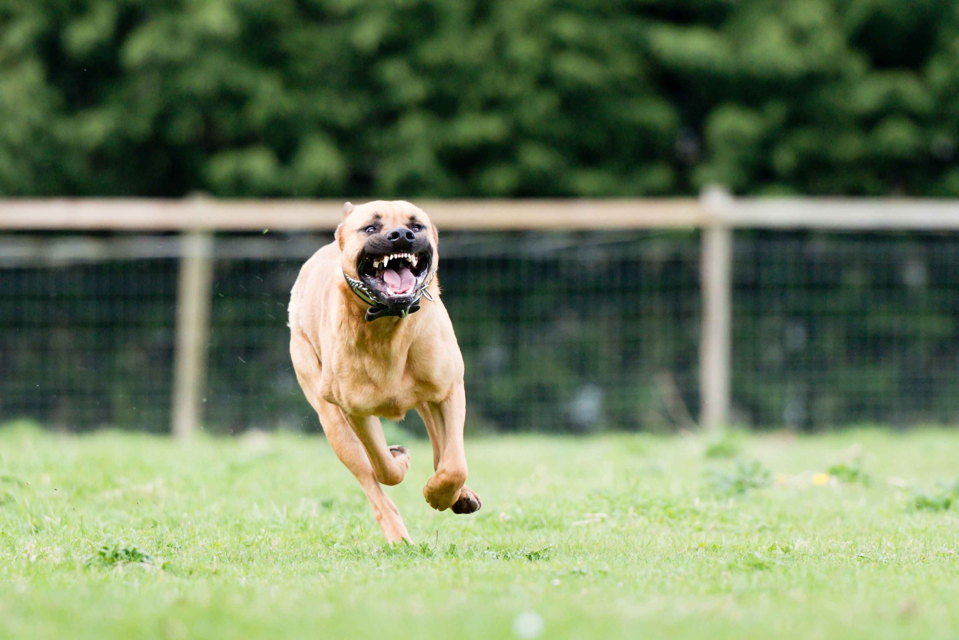 Großer Hund läuft mit gefletschten Zähnen frei über eine Wiese im Park.