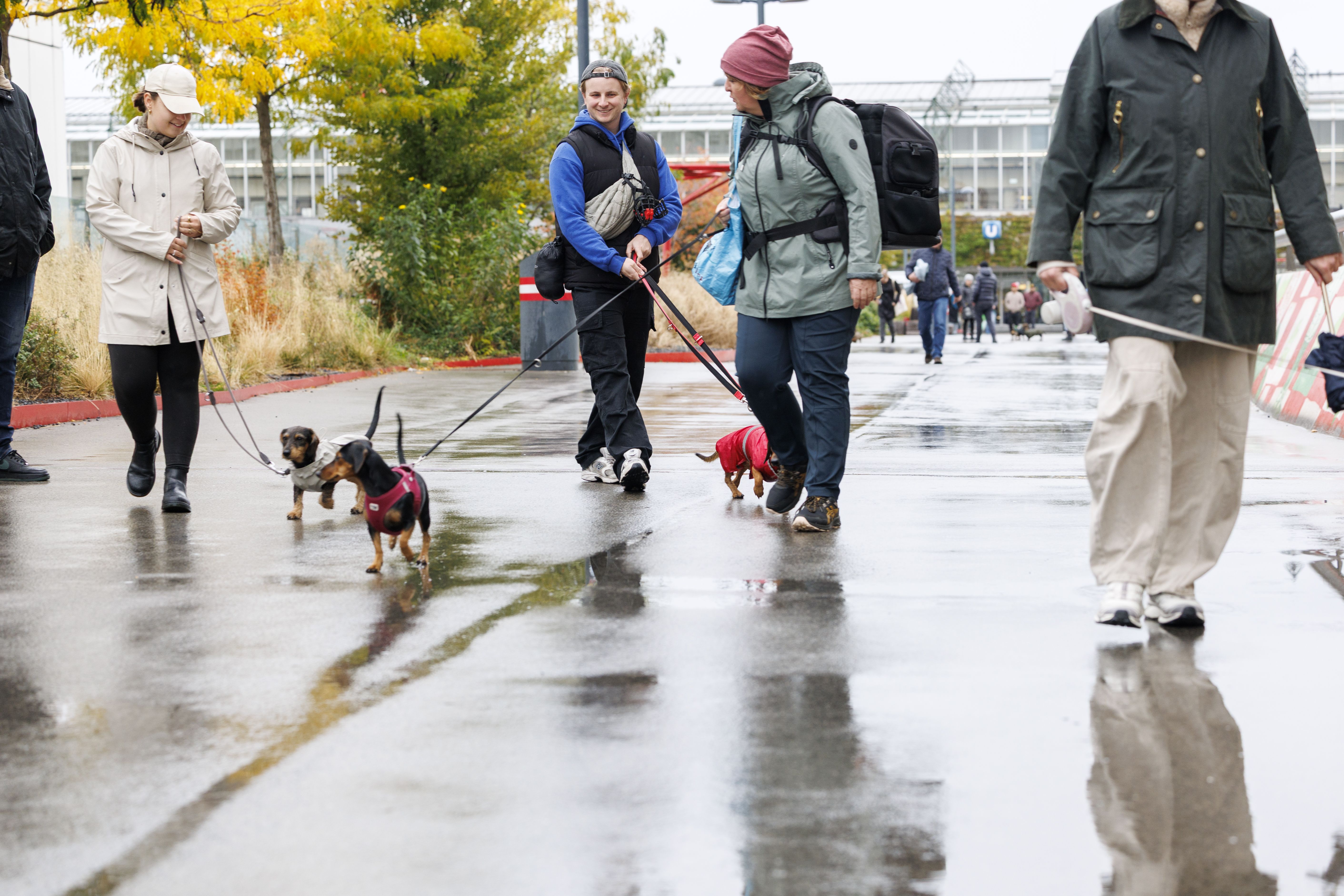 Menschen führen Dackel an Leinen beim „1. Wiener Wiener Walk“ auf nasser Straße in Wien spazieren.