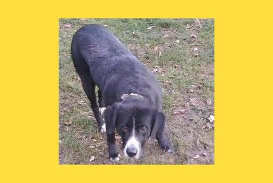 Schwarzer Hund mit weißer Schnauze steht auf Gras und blickt nach oben.