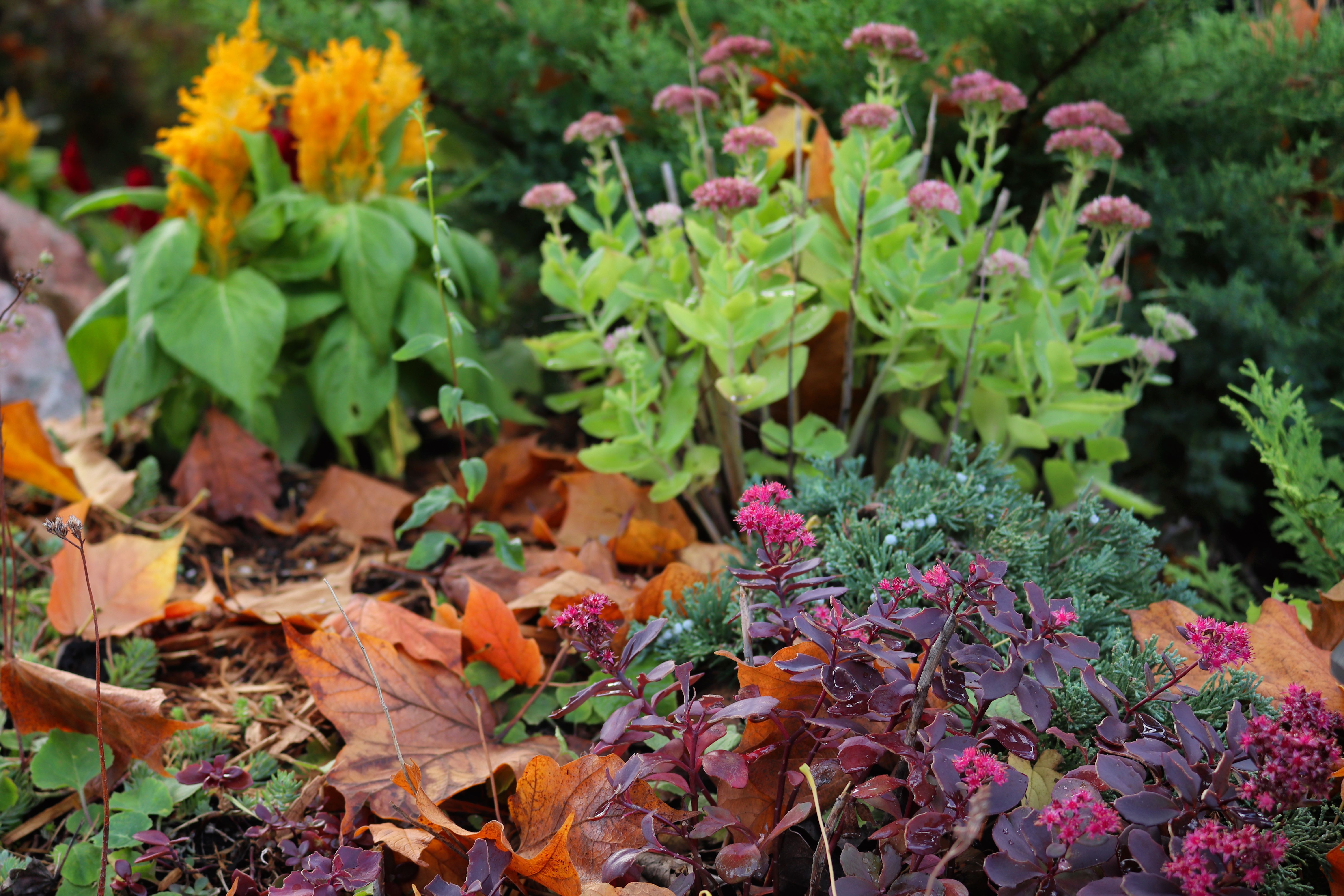 Bunte Herbstblumen, darunter gelbe Celosia und violette Sedum spurium, zwischen fallenden Blättern.