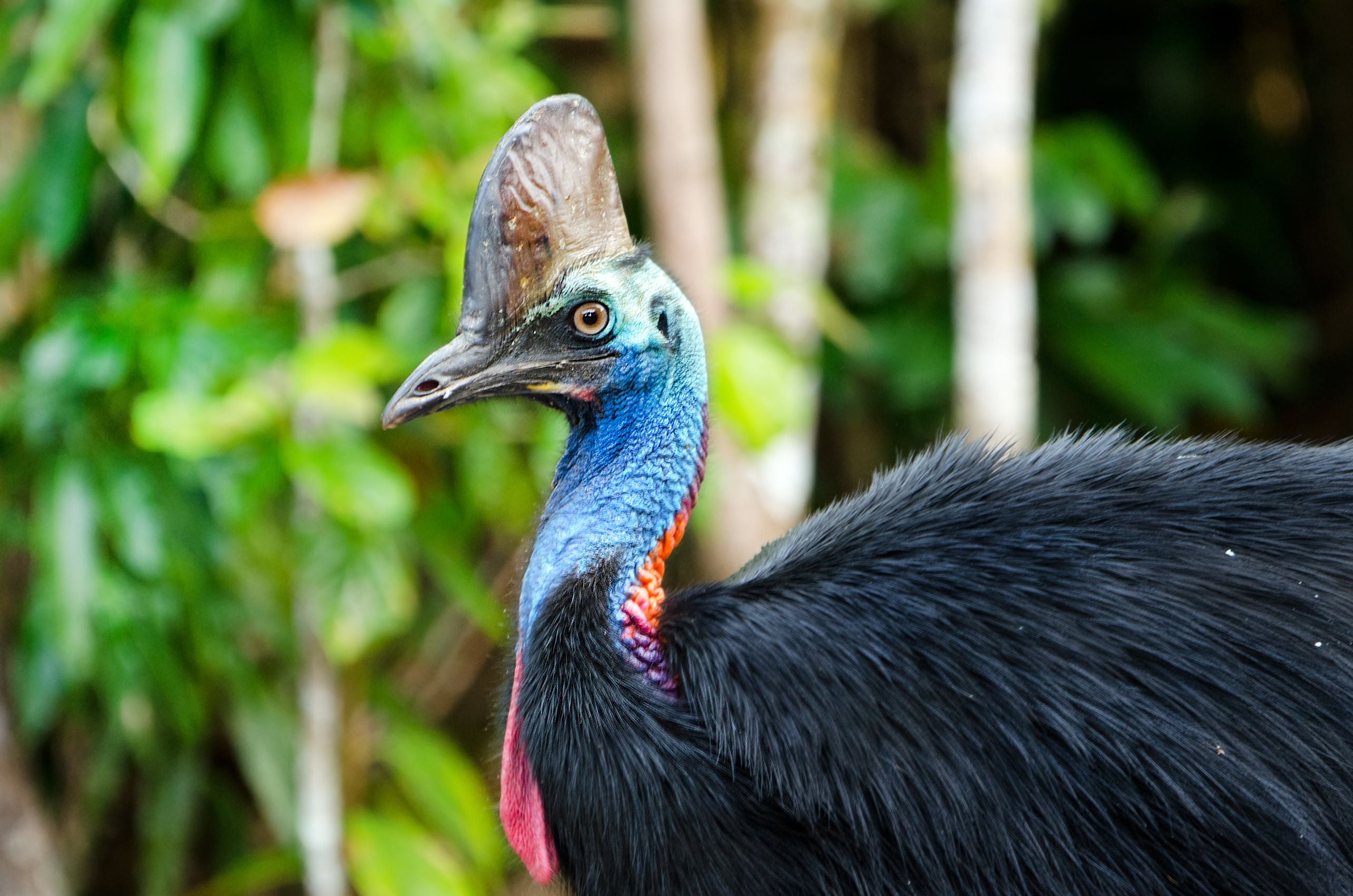 Porträt eines südlichen Kasuars mit farbigem Hals und schwarzem Gefieder in Australien.