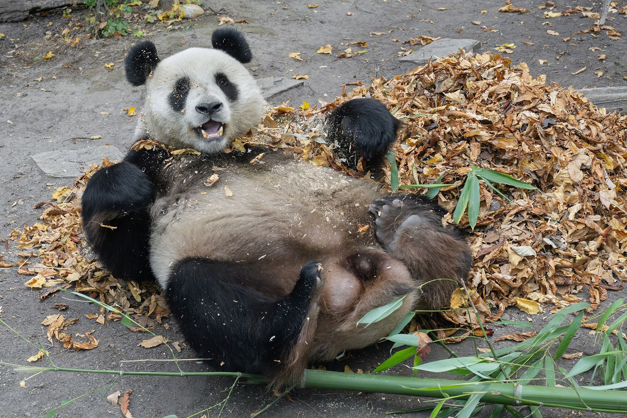 Ein Panda liegt entspannt auf dem Rücken in Herbstlaub und isst Bambus im Tiergarten.