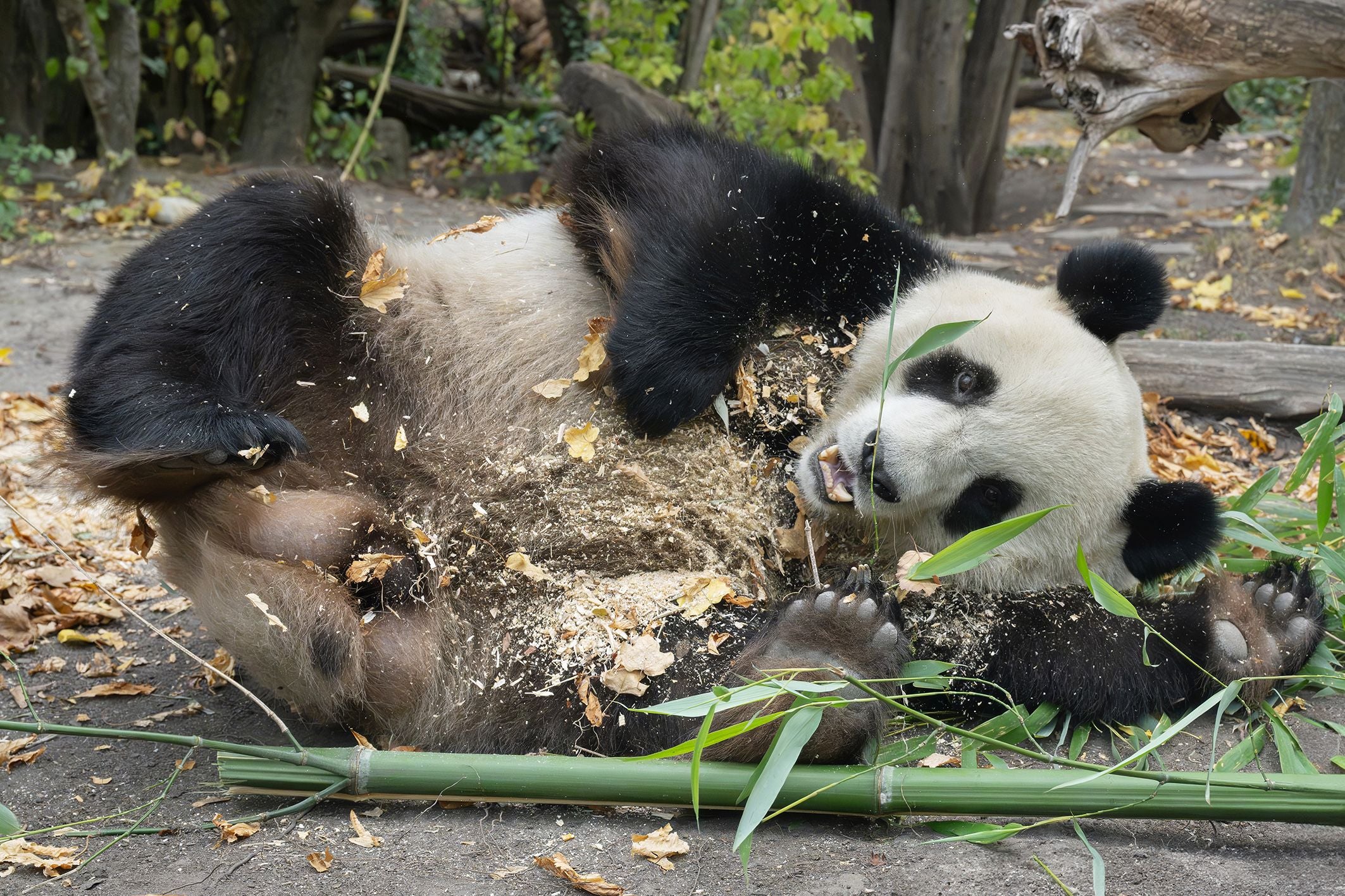 Ein Panda liegt spielend auf dem Rücken im Herbstlaub und knabbert an Bambus.