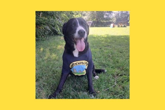 Schwarz-weißer Hund mit T-Shirt sitzt auf einer Wiese und streckt die Zunge raus.