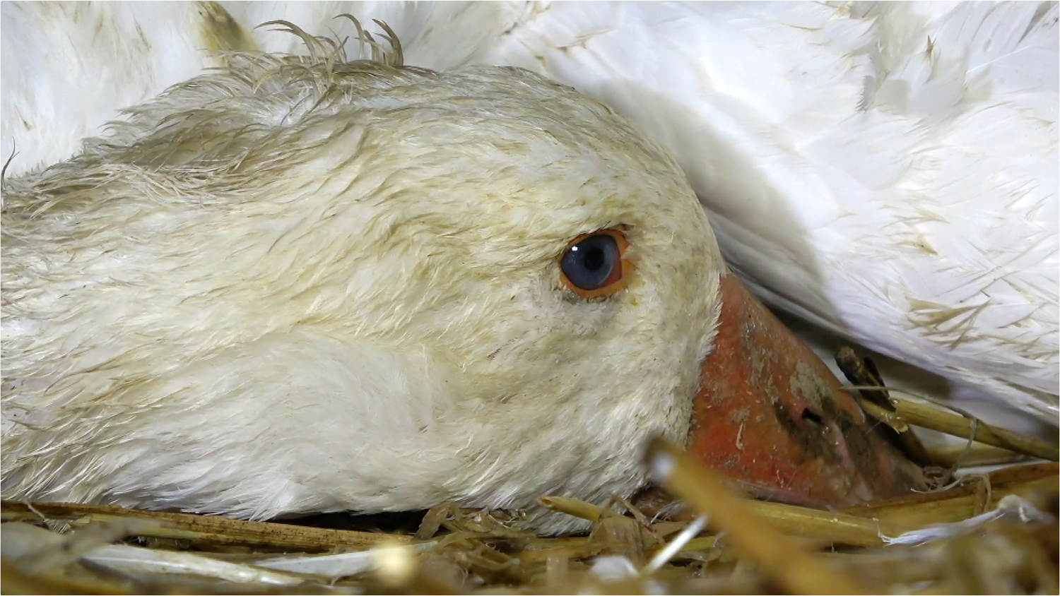 Nahaufnahme einer weißen Gans, die mit dem Kopf auf Stroh liegt.