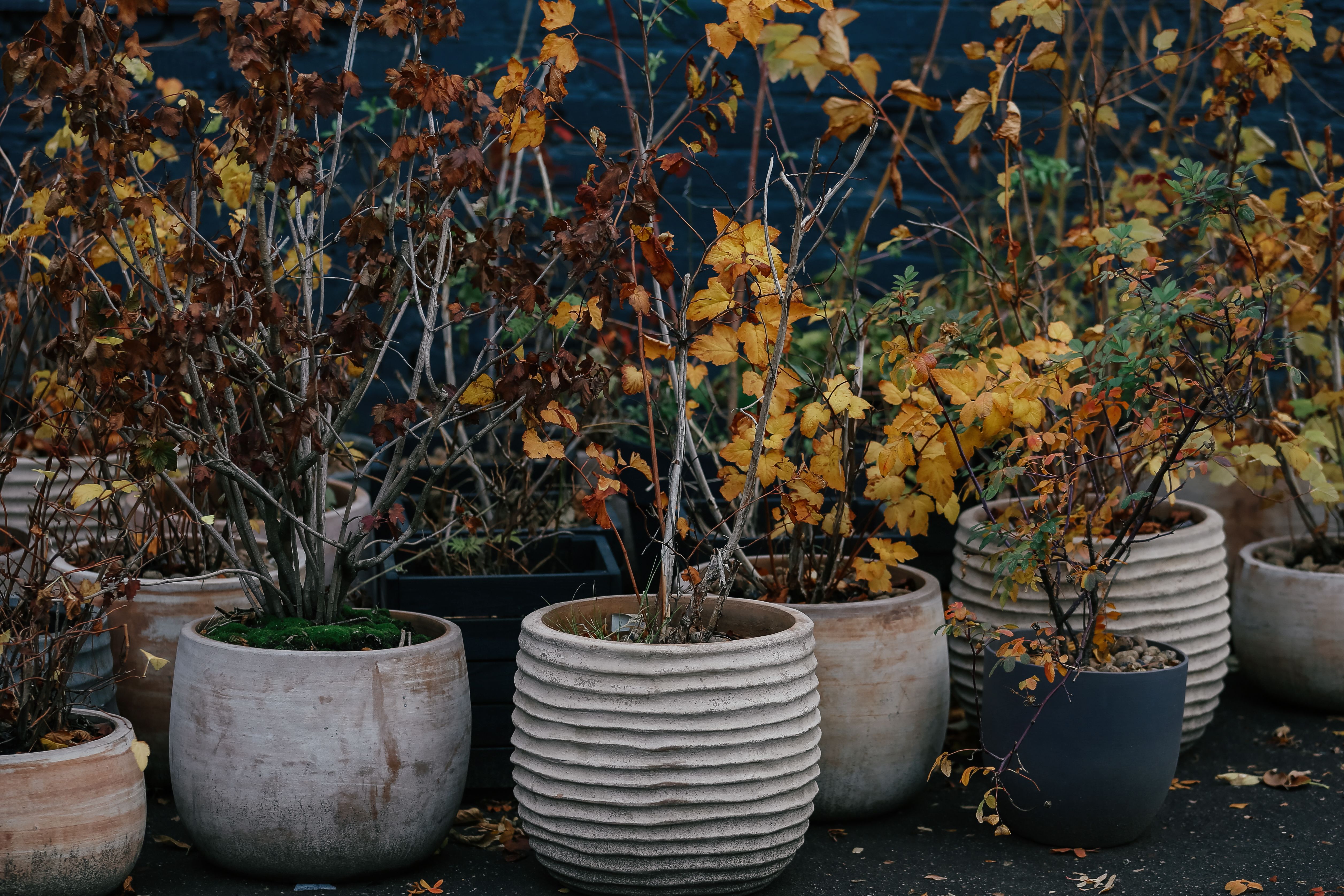 Mehrere Blumentöpfe mit herbstlich verfärbten, welken Pflanzen im Freien.