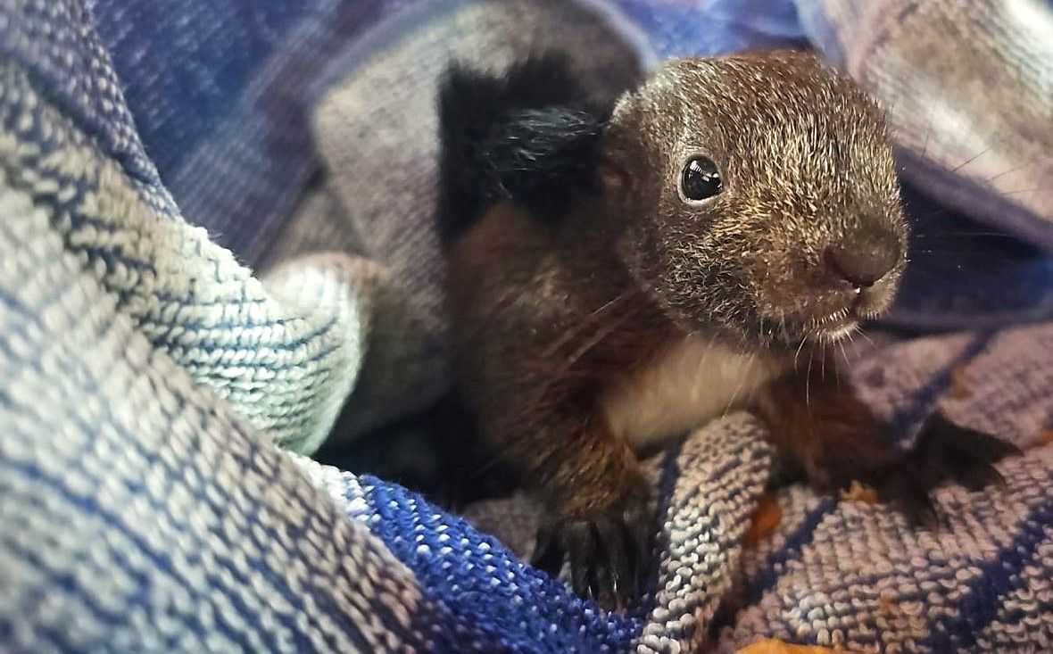 Ein junges Eichhörnchen sitzt in eine blau-gemusterte Decke eingewickelt.