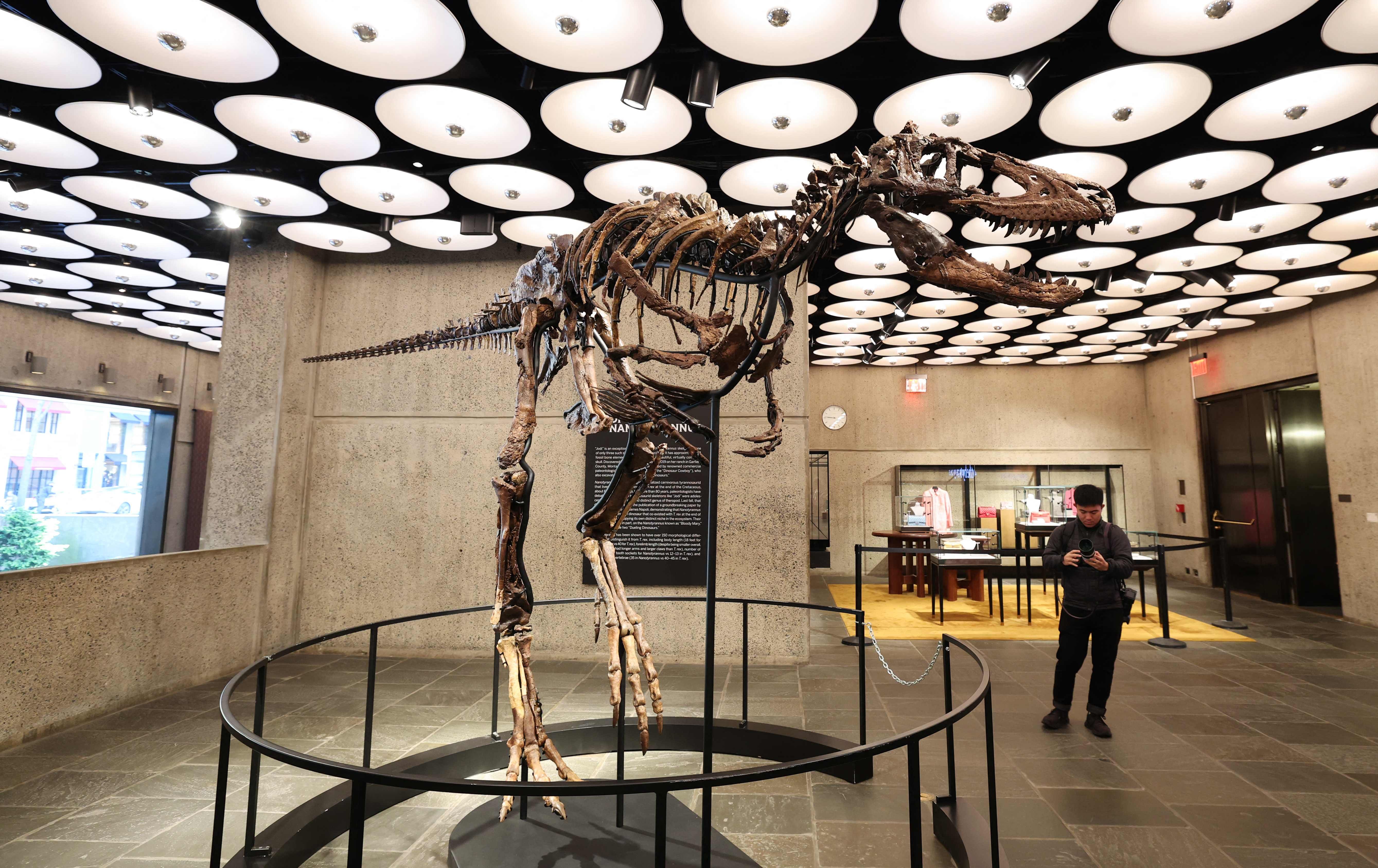 Skelett eines Nanotyrannus im Ausstellungsraum, daneben steht ein Besucher mit Handy.