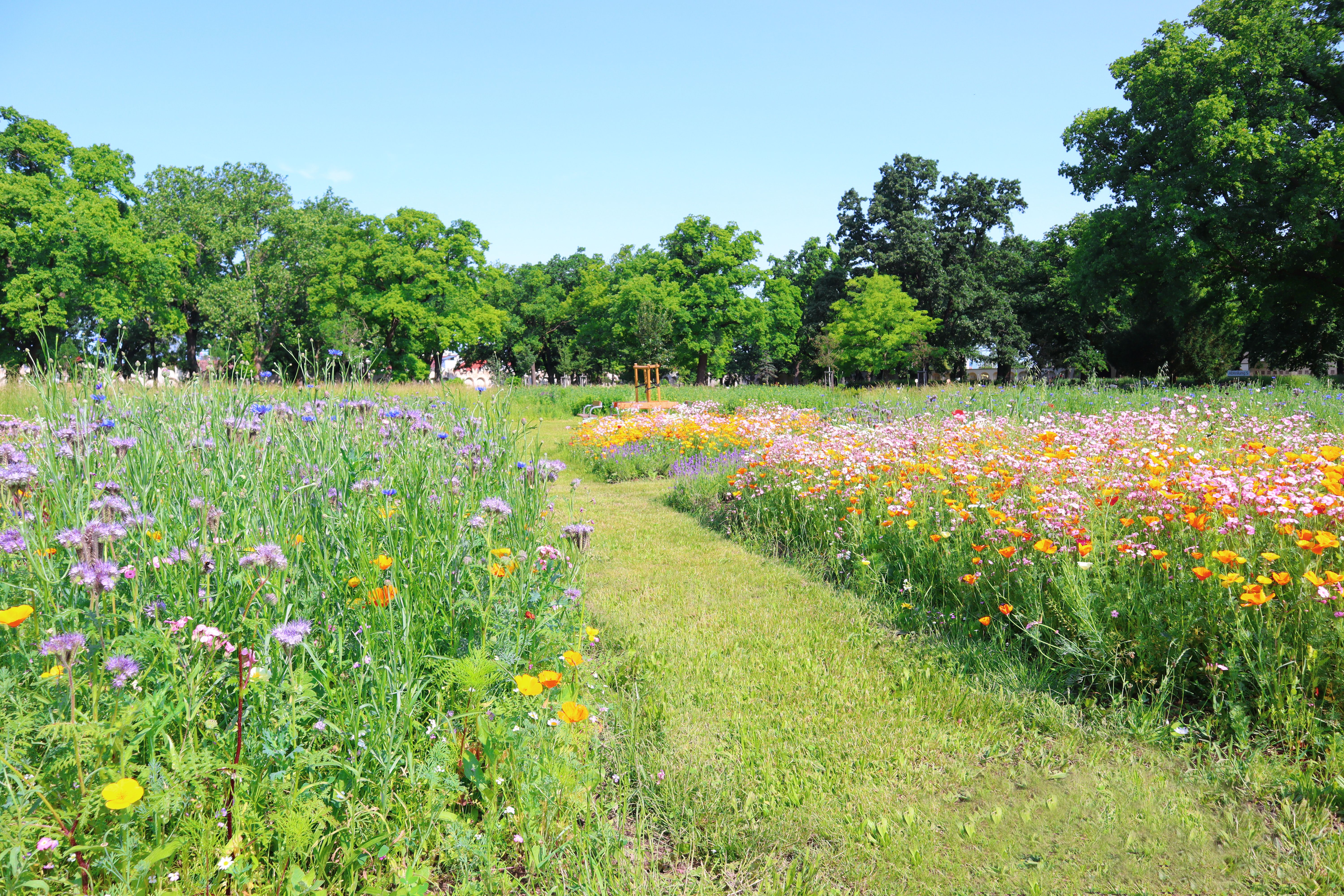 Blumenwiese mit bunten Blumen und grünen Bäumen im Hintergrund bei sonnigem Wetter.
