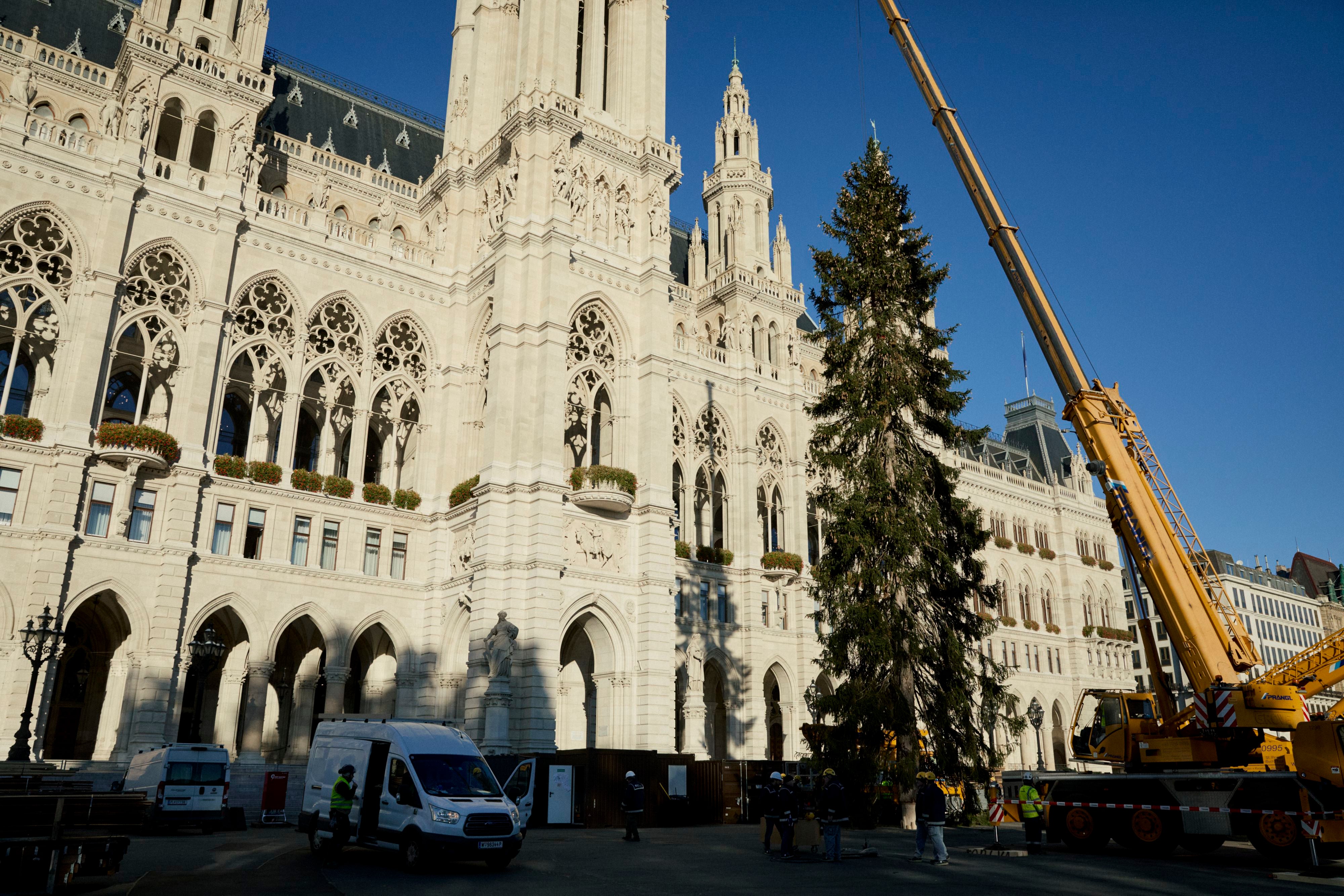 Eine 31 Meter hohe Fichte wird mit einem Kran vor dem Wiener Rathaus aufgestellt.