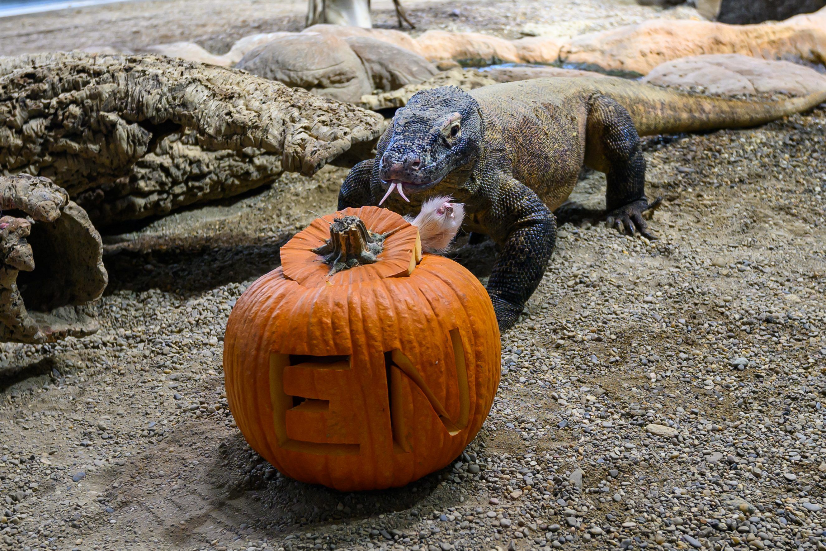 Ein Komodowaran steht hinter einem geschnitzten Kürbis mit der Aufschrift "EN".
