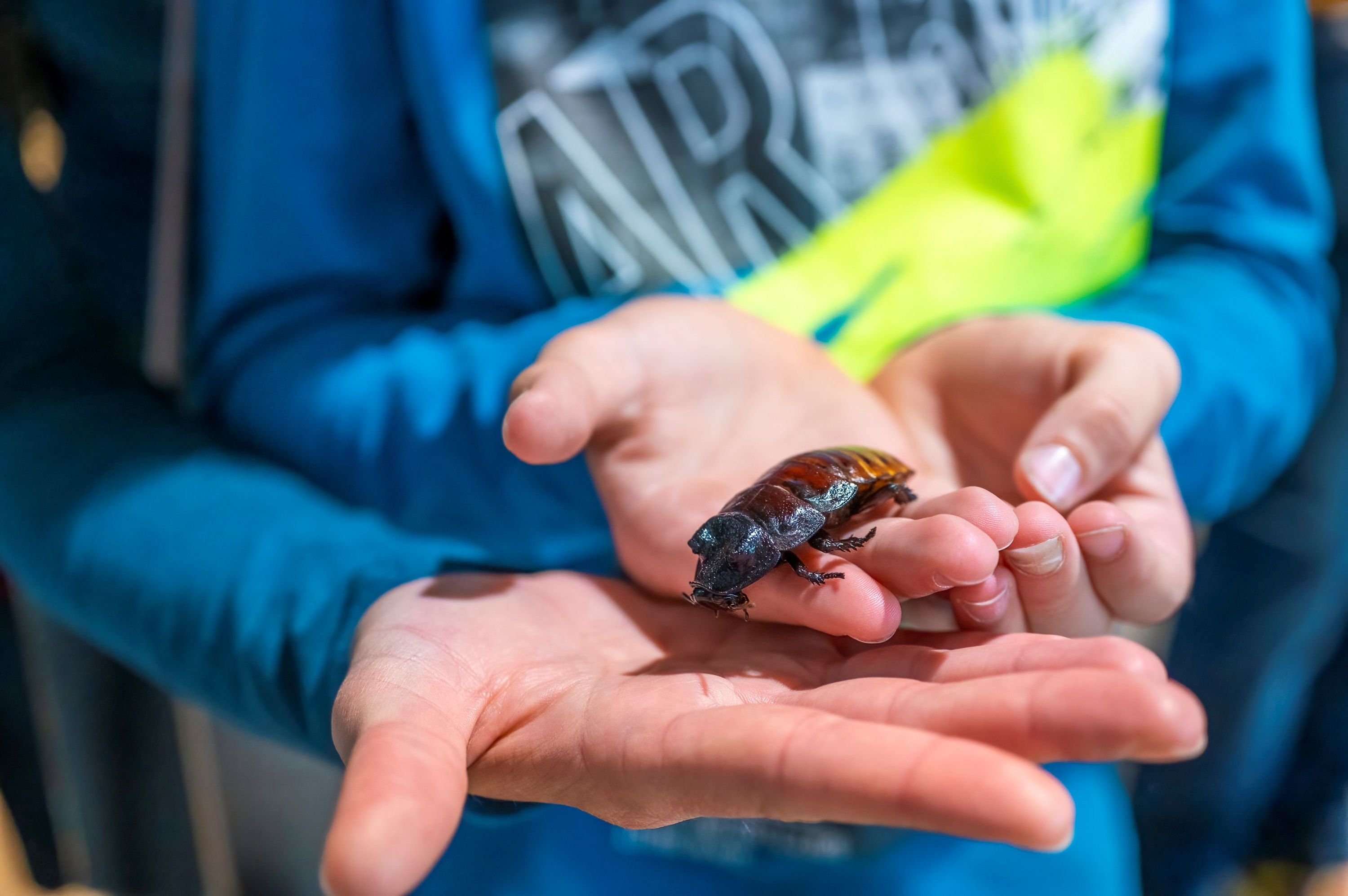Ein Kind hält einen großen schwarzen Käfer auf seiner Handfläche.