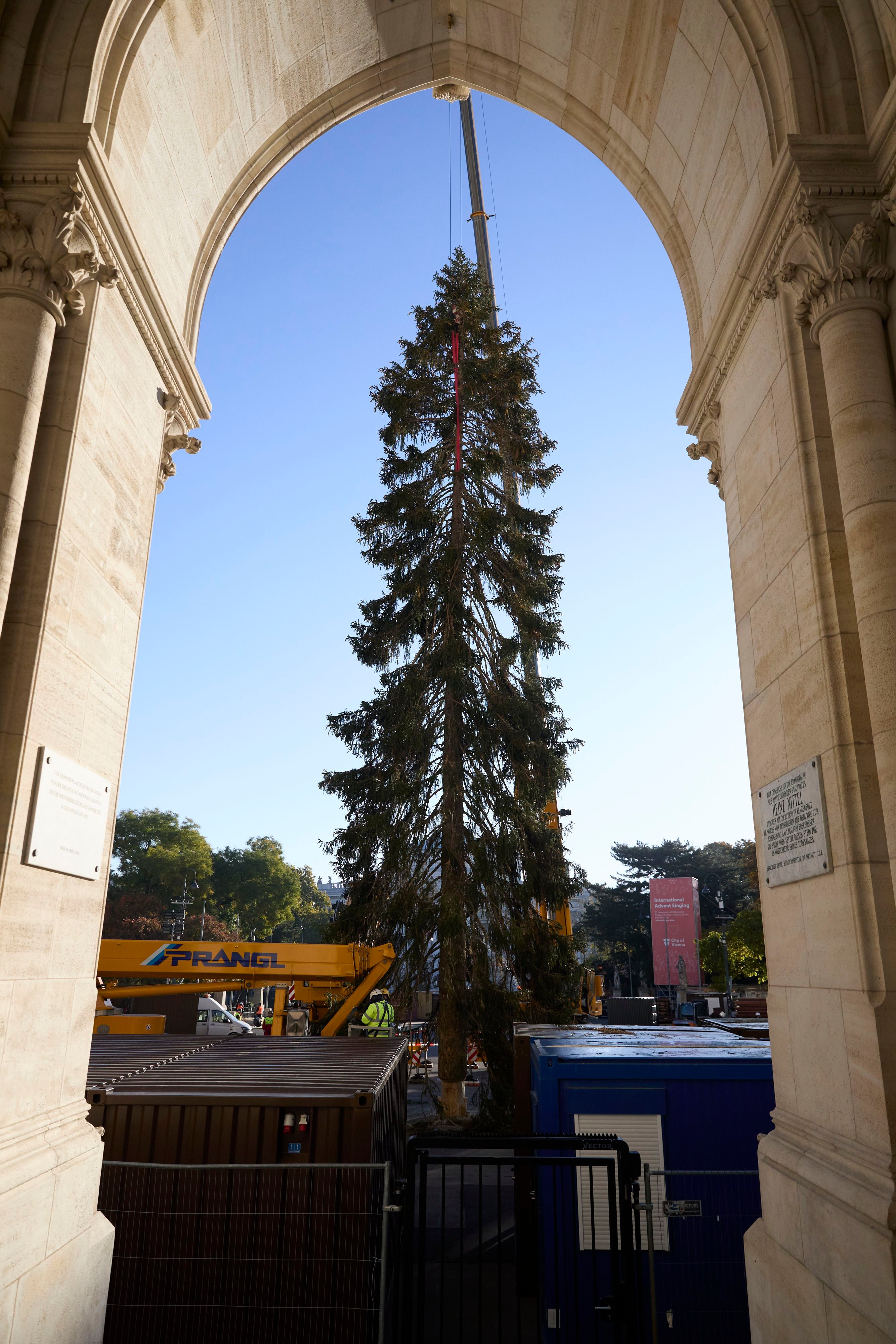 Eine 31 Meter hohe Fichte wird mit einem Kran durch ein großes steinernes Tor gehoben.