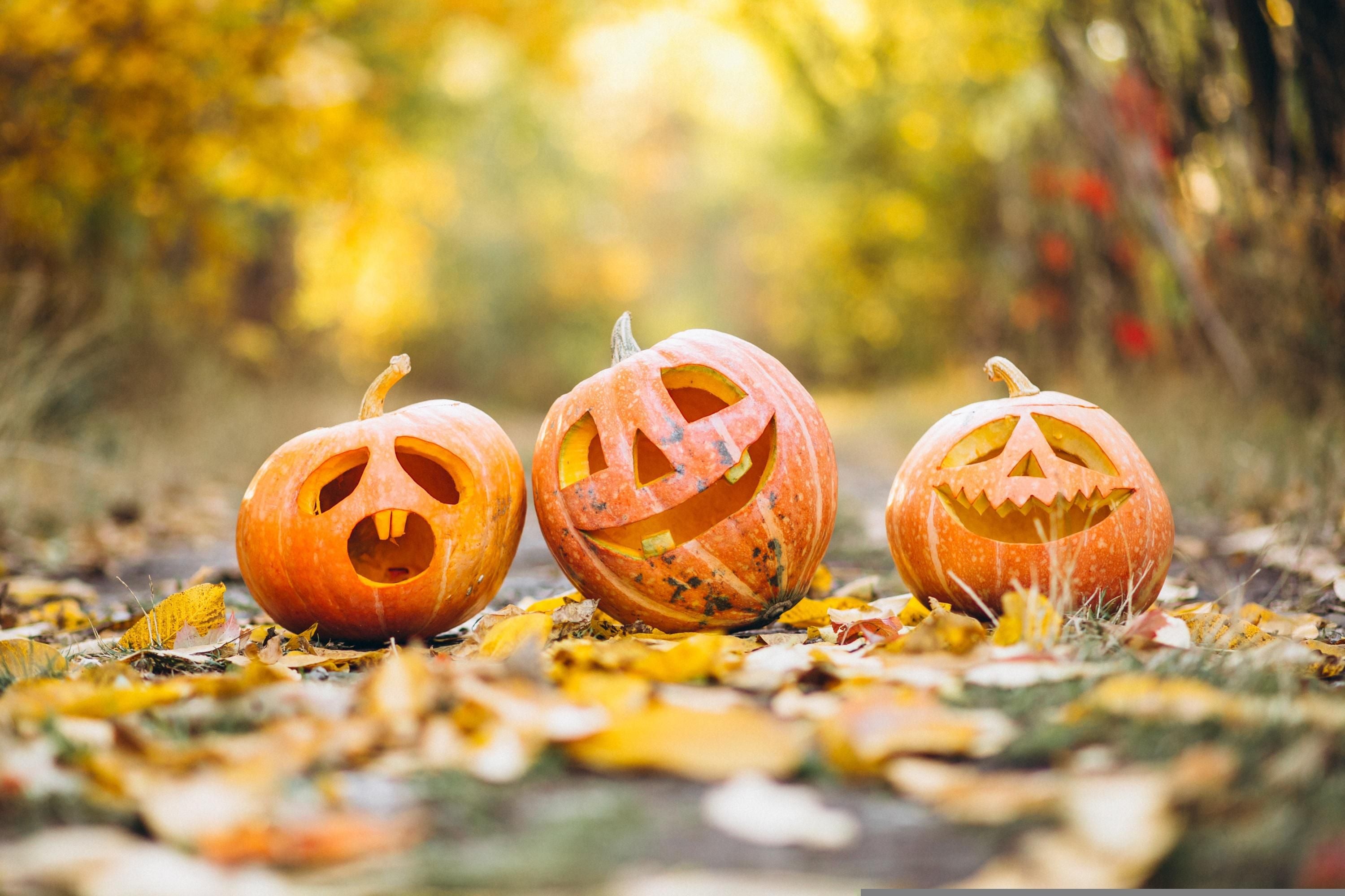 Drei geschnitzte Halloween-Kürbisse stehen auf buntem Herbstlaub im Freien.