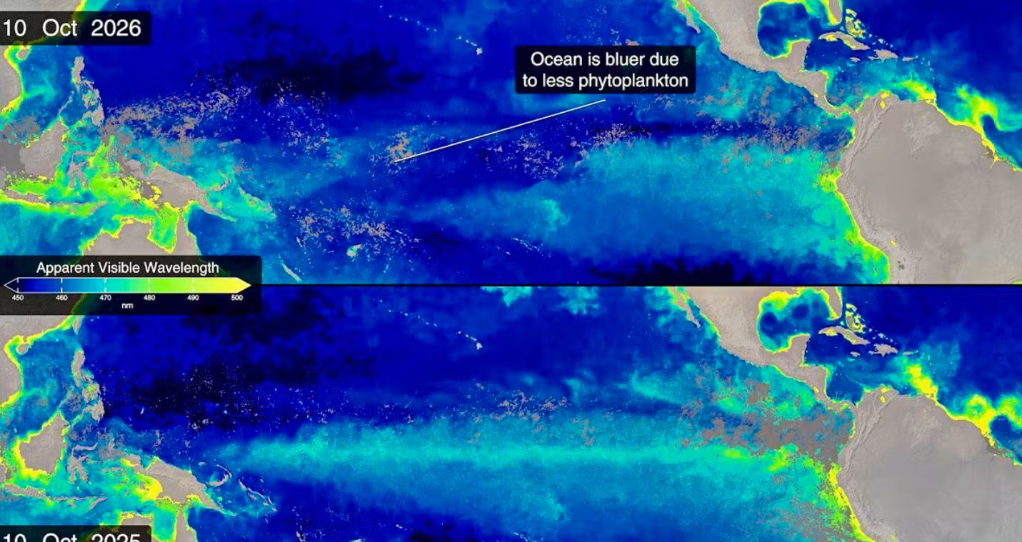 Zwei Satellitenbilder des Pazifiks zeigen Farbveränderungen durch weniger Phytoplankton.