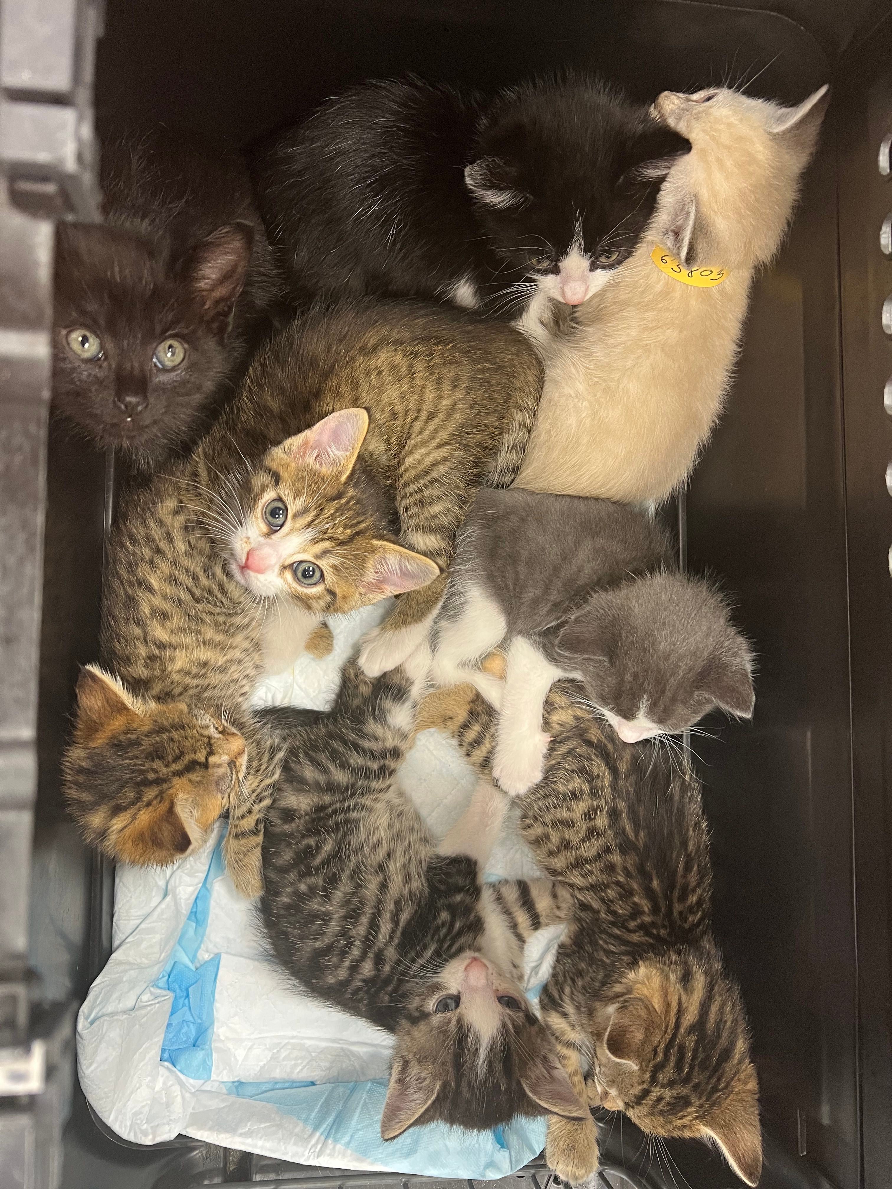 Acht junge Katzen kuscheln zusammen in einer Transportbox mit einer saugfähigen Unterlage.